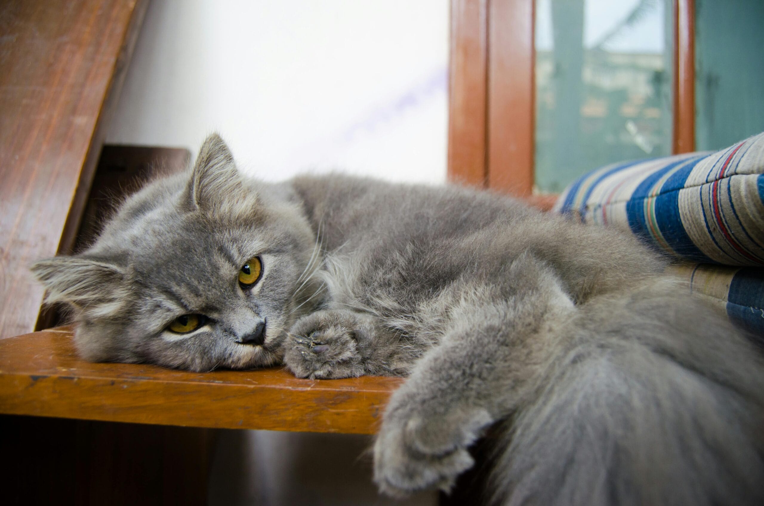 Does Canned Cat Food Cause Diarrhea