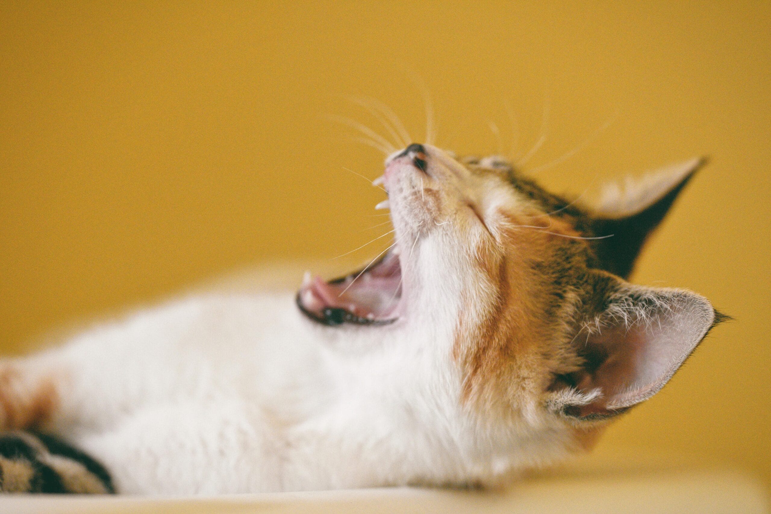 Is Weruva Good Cat Food