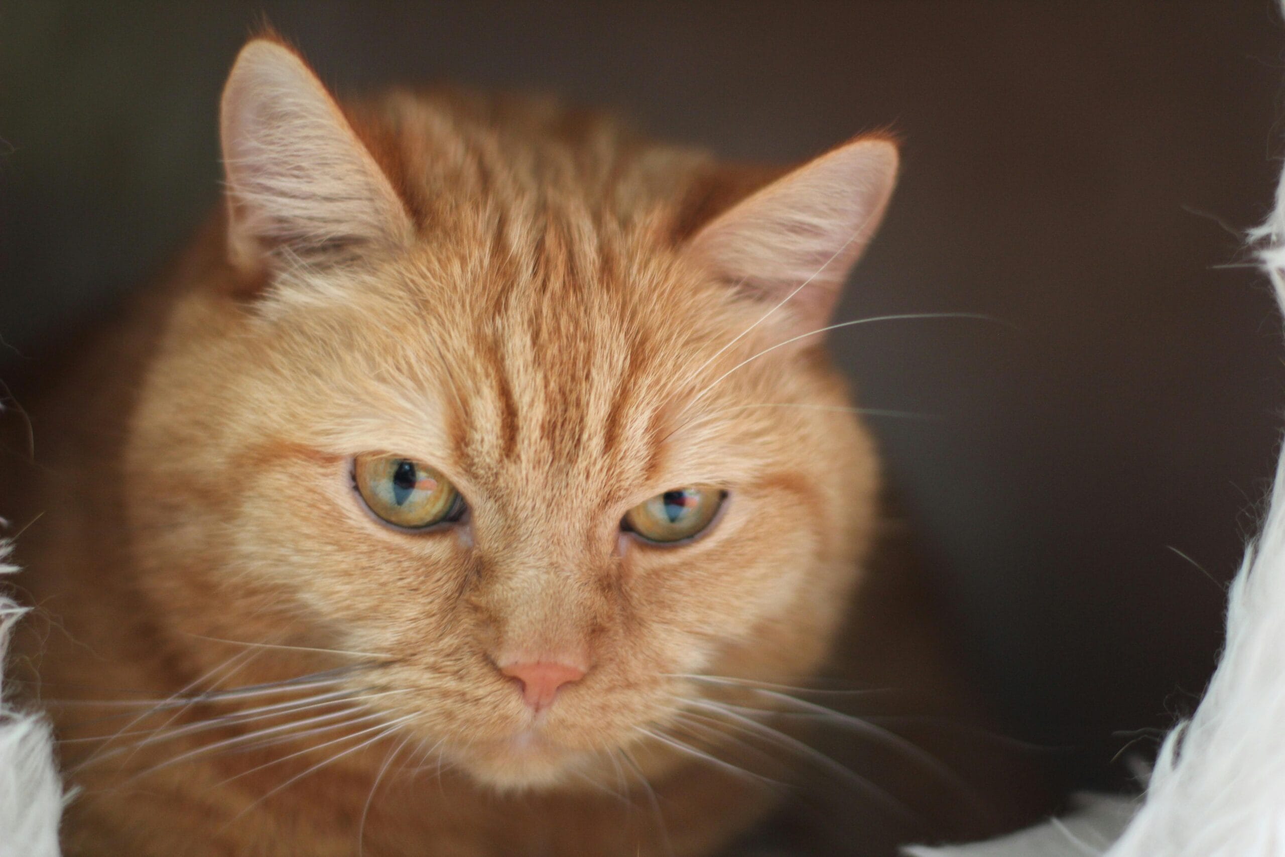 Why Do Cats Rub Against You