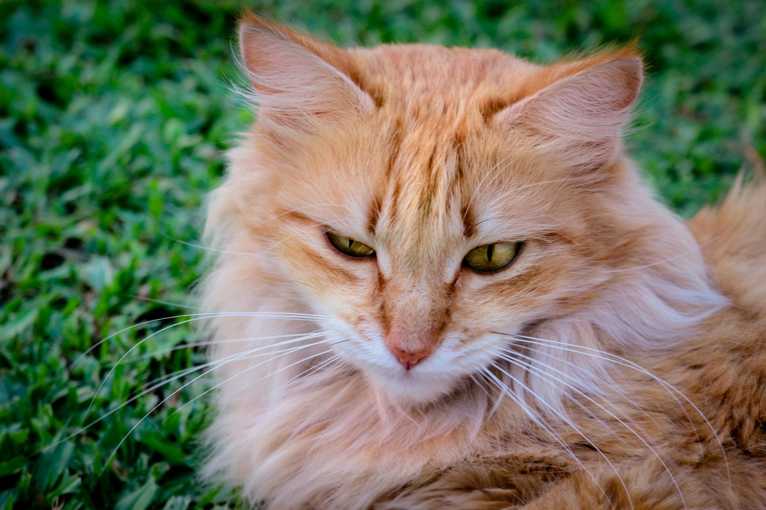 Can Cats Have Almond Milk
