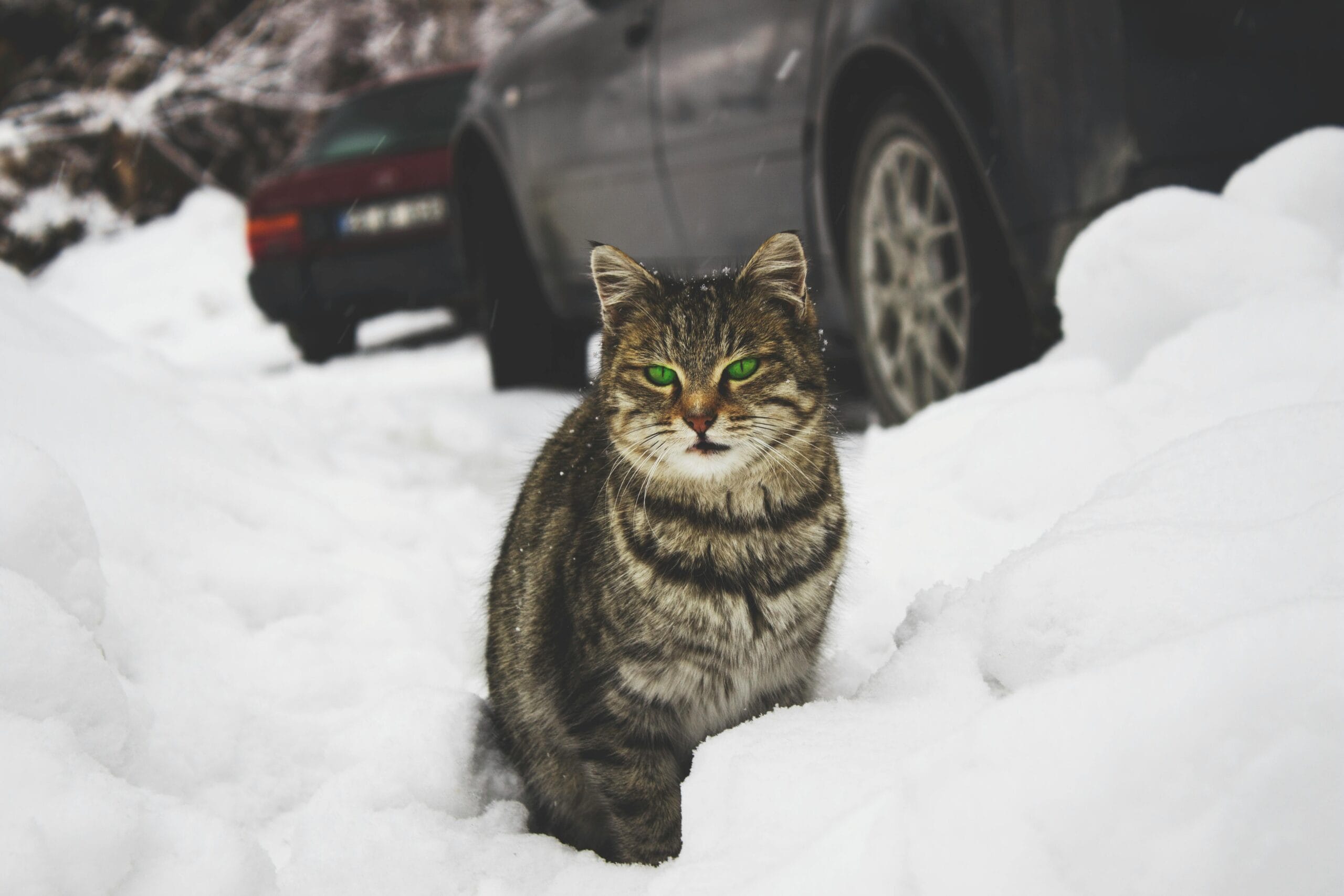 Can Cats Have Lettuce