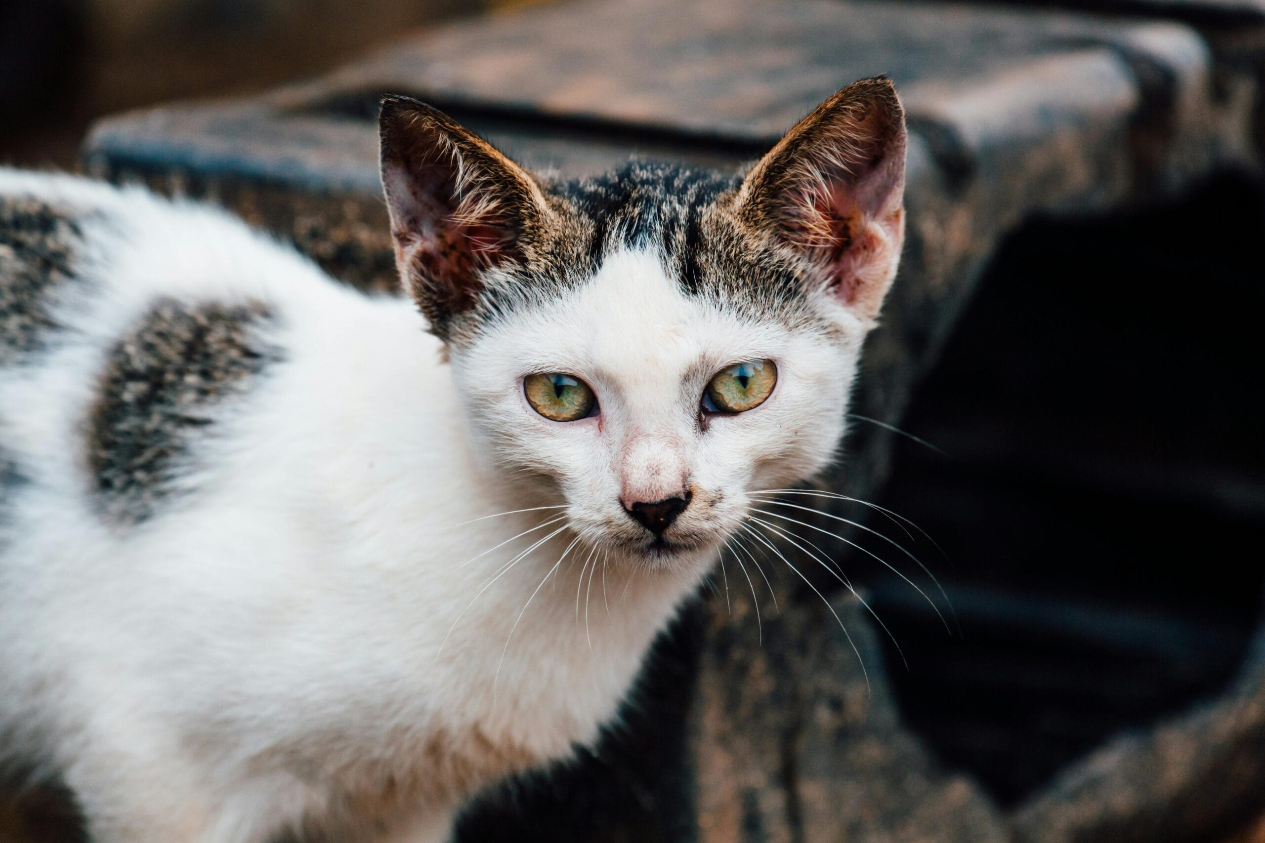 Will Male Cats Kill Kittens