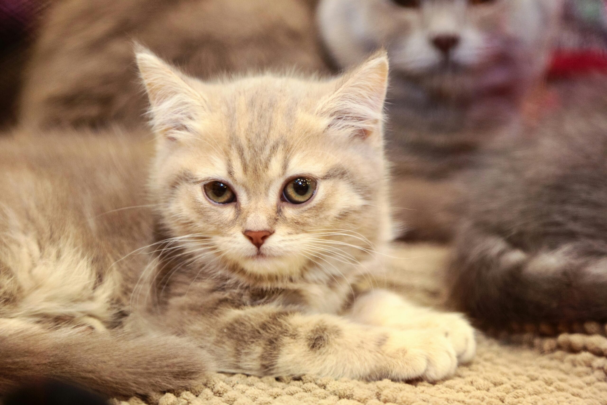 Do Male Cats Eat Kittens