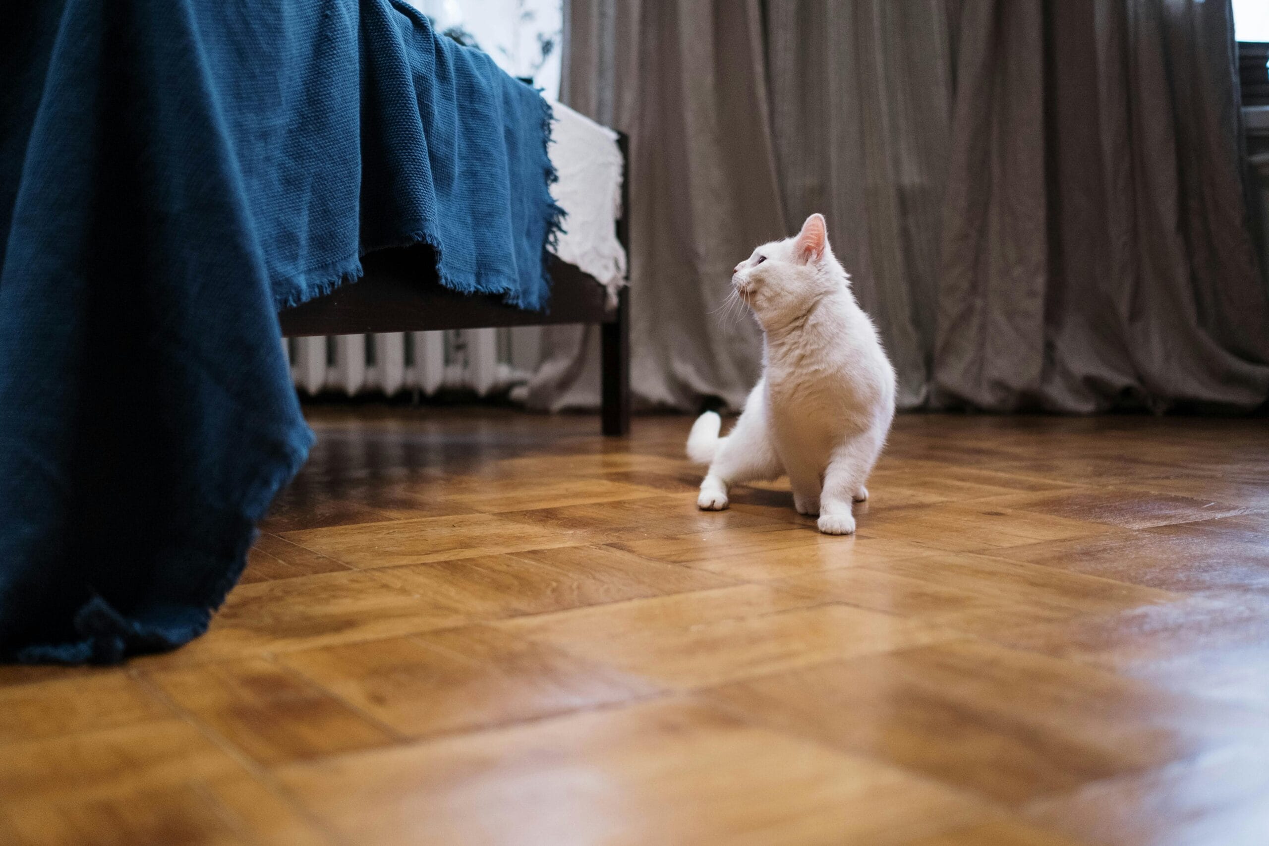 Are Persian Kittens Hypoallergenic