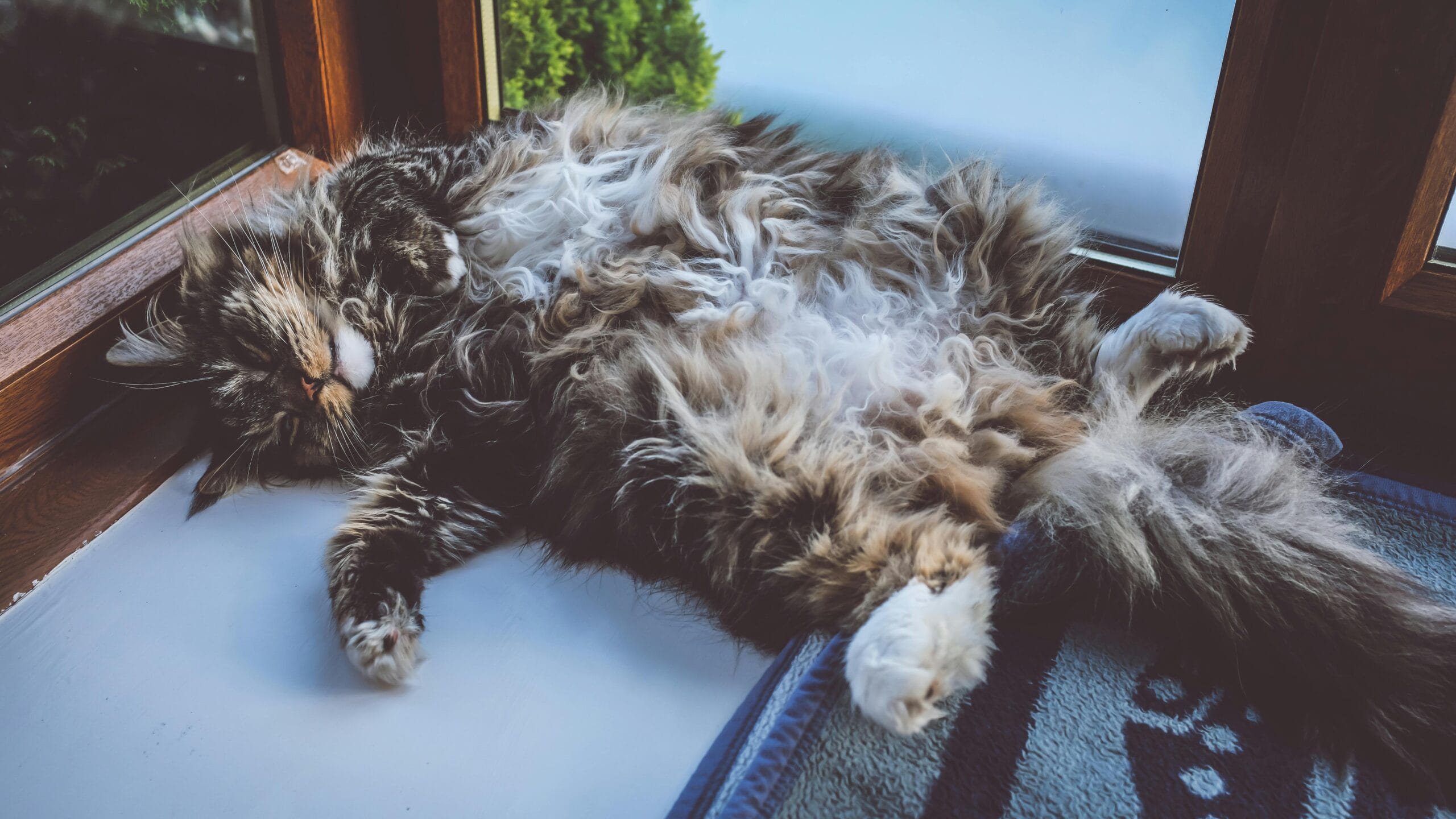 Why Do Cats Hiss At Kittens
