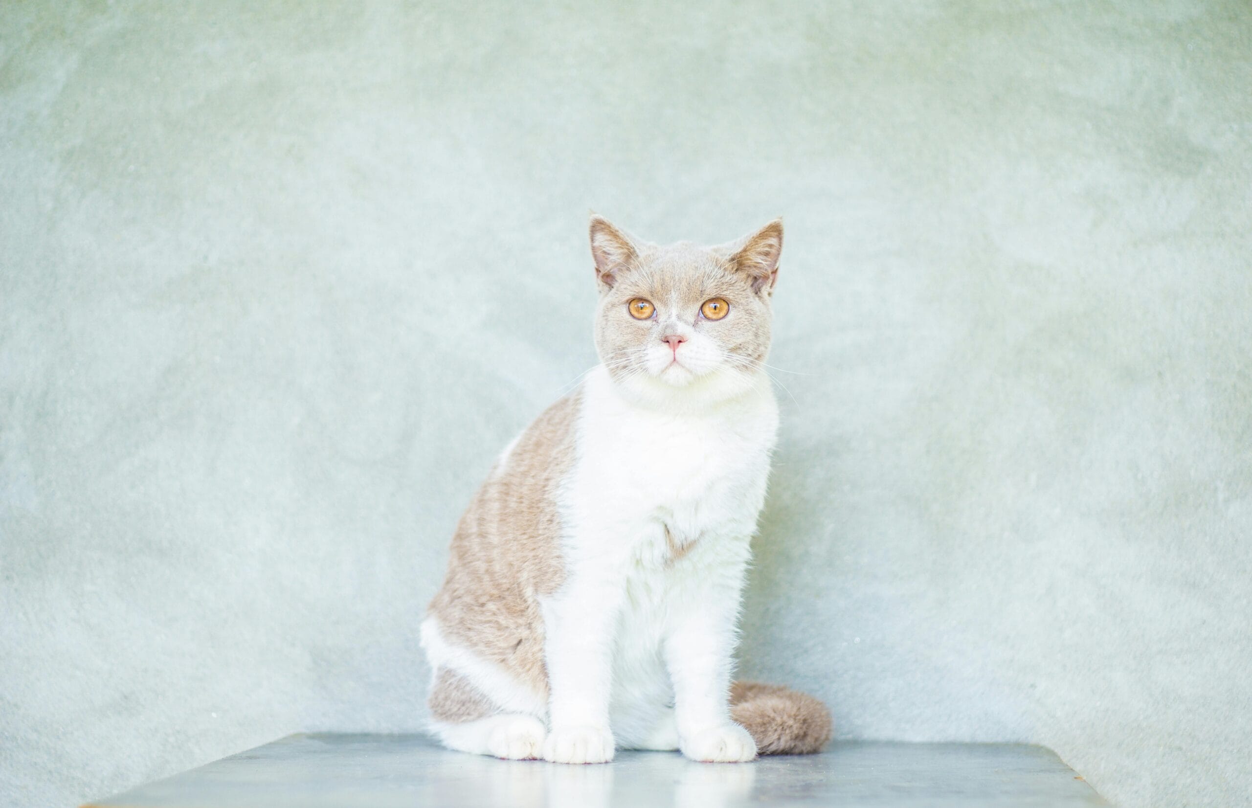 Do Bengal Kittens Shed