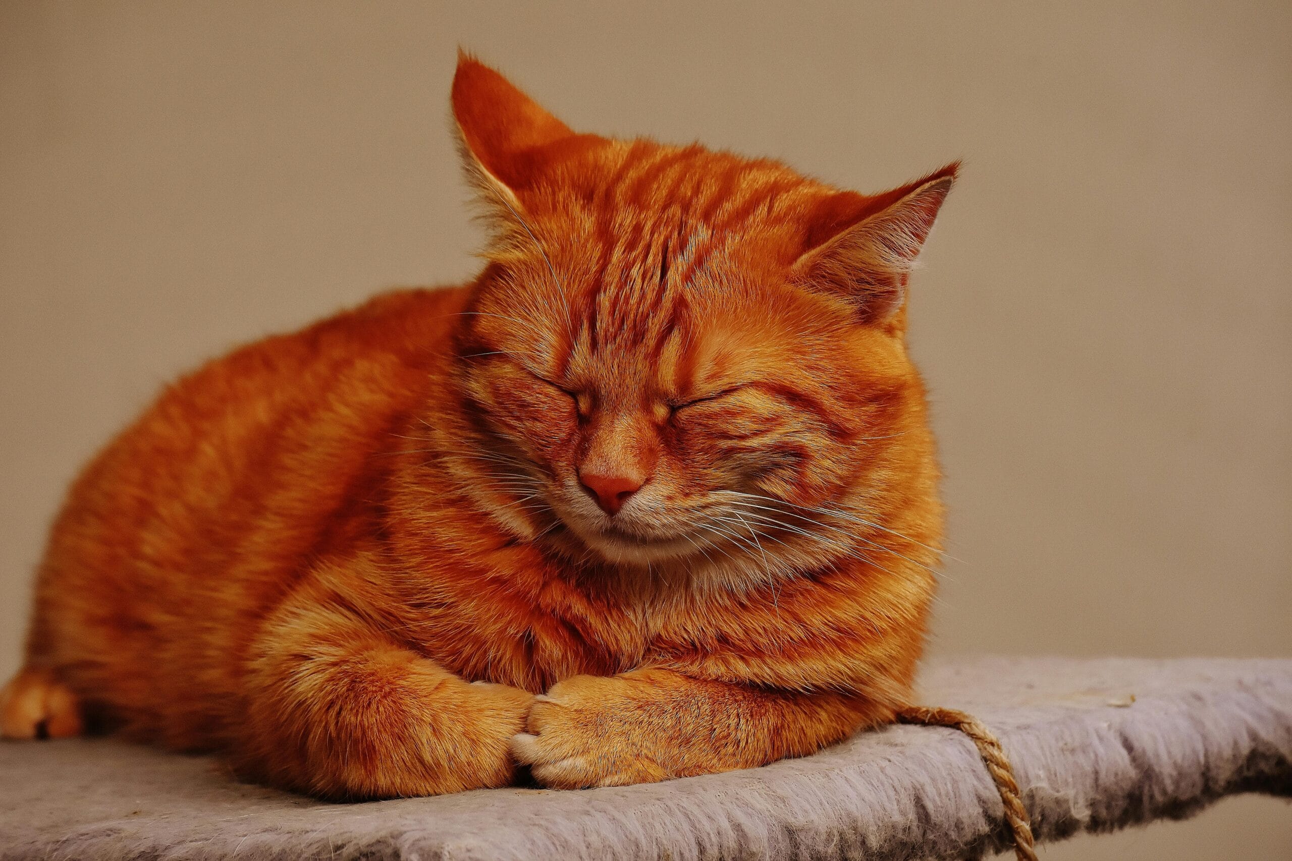 Why Is My Cat Sneezing