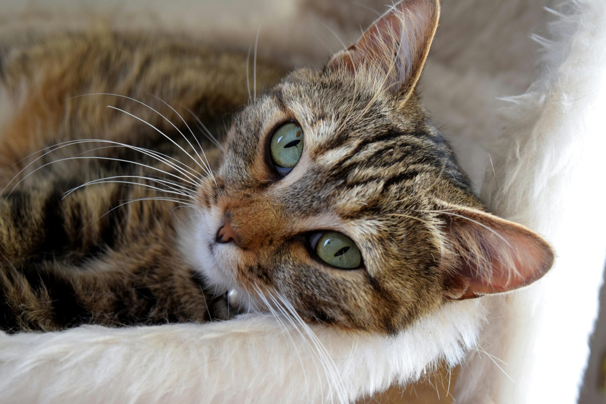 How Much Does It Cost To Spay A Cat