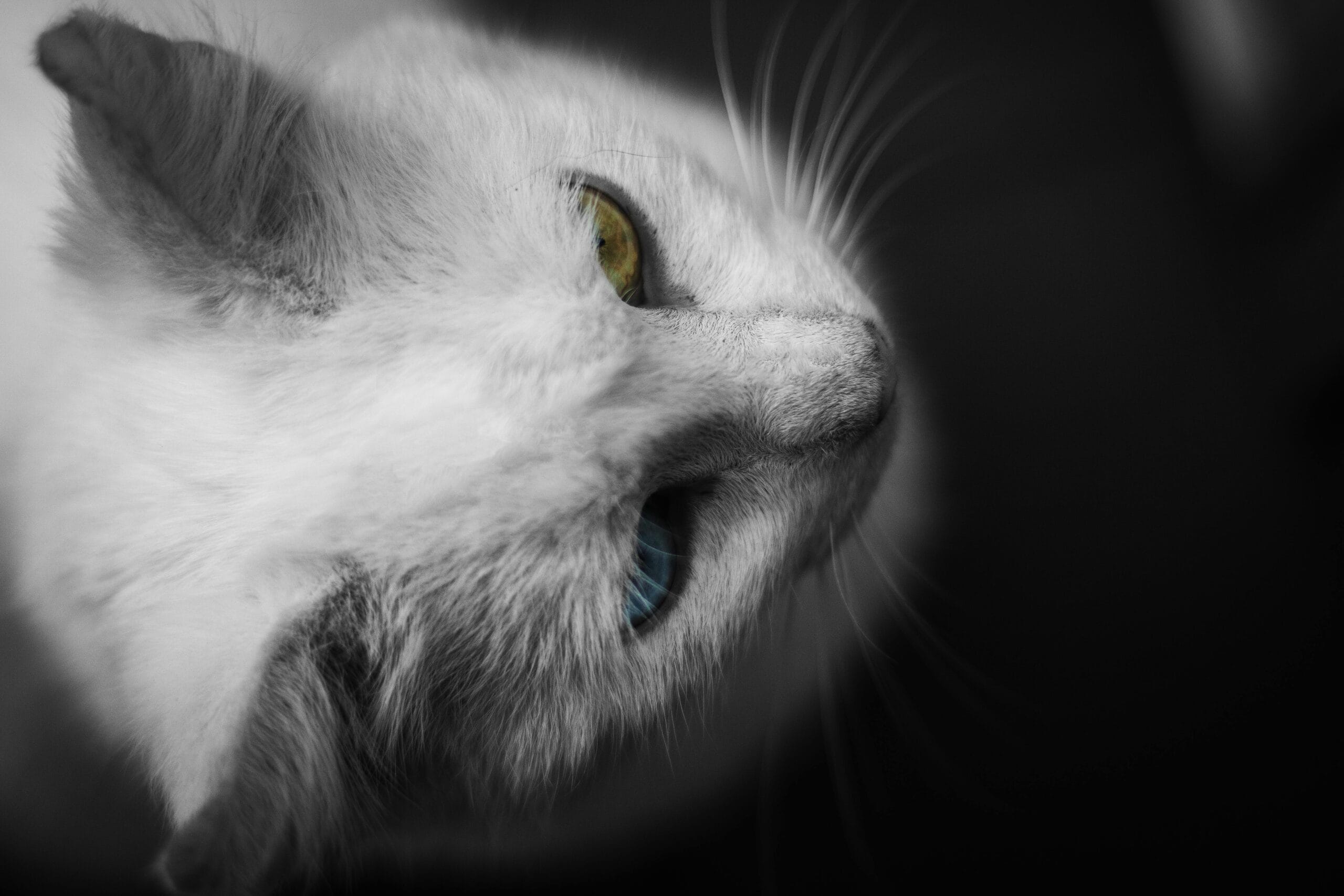 How Long Does A Cat Hold A Grudge
