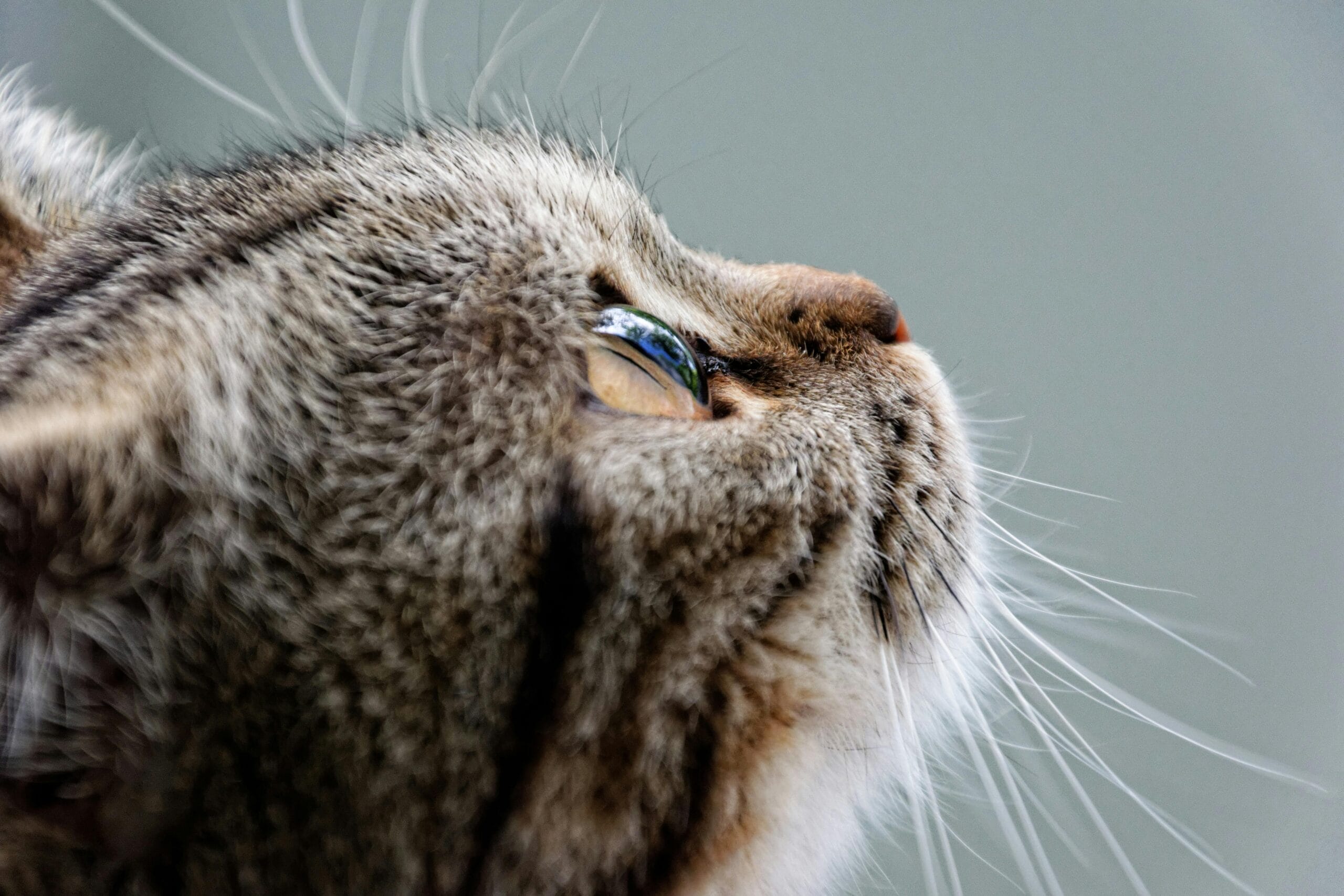 Why Is My Cat Coughing