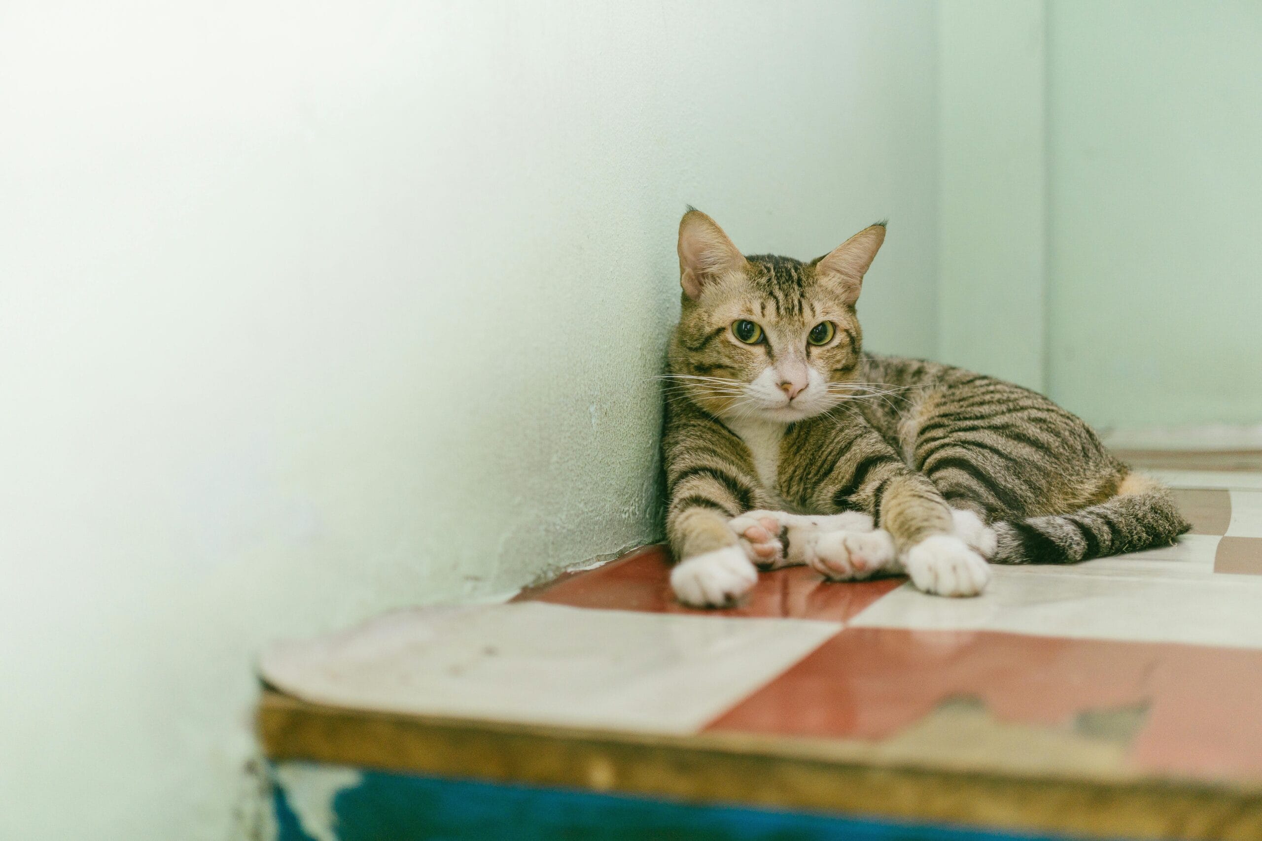 How Much Does It Cost To Get A Cat Spayed