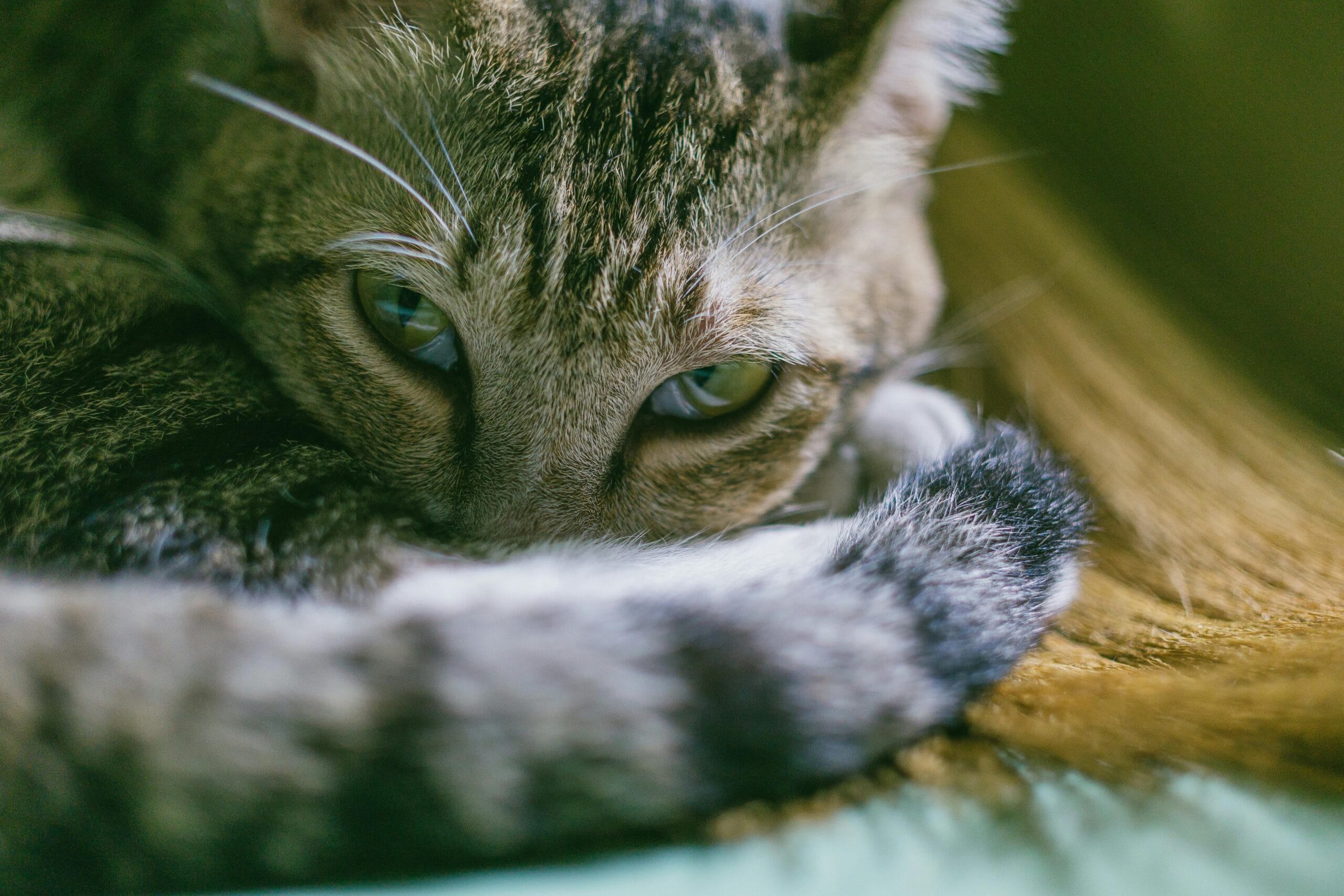 How Much To Spay A Cat