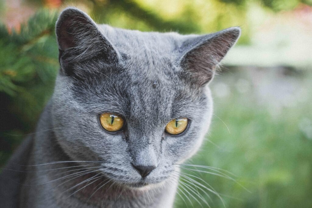 How Much To Spay A Cat ? - 2025