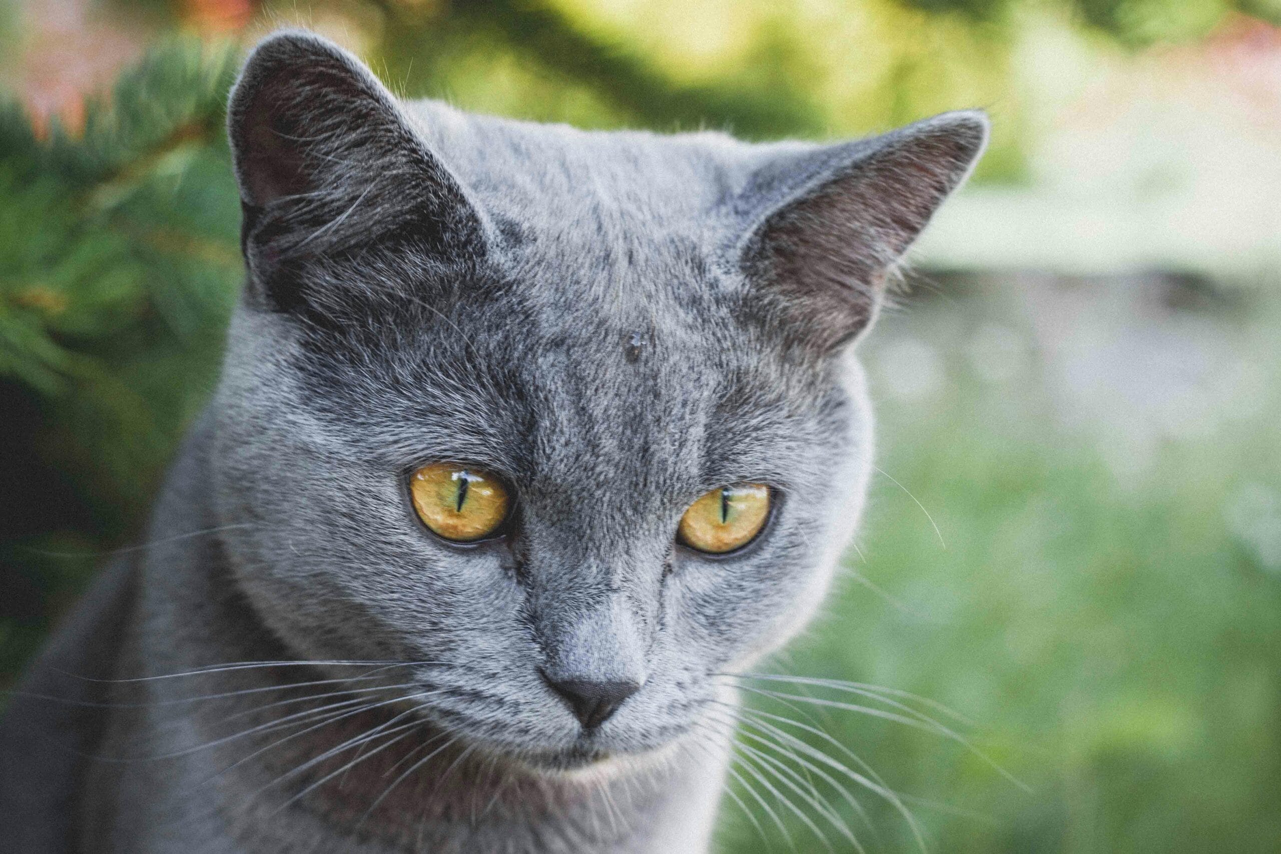 How Much To Spay A Cat