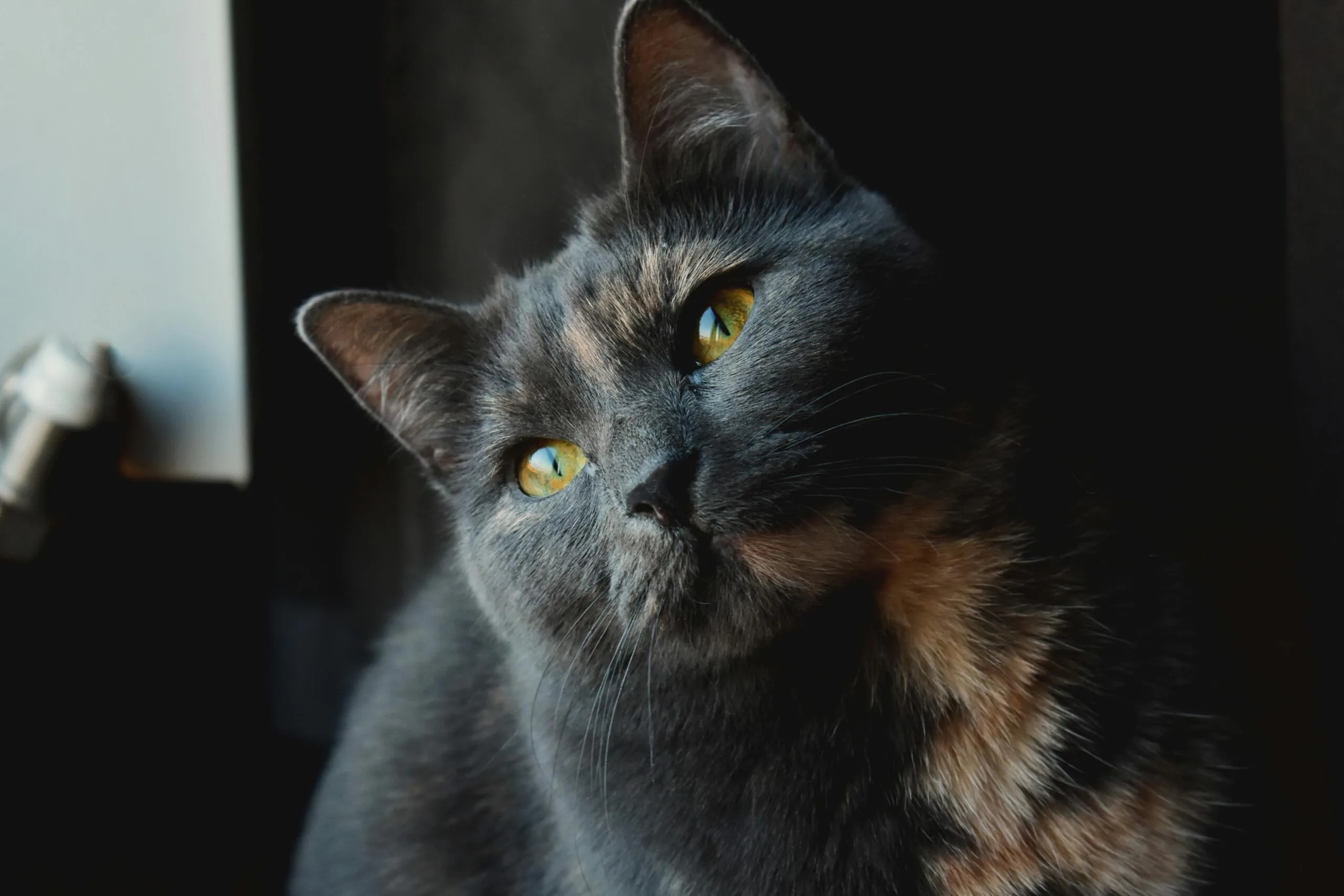 What Do Zombie Tokens Do Battle Cat