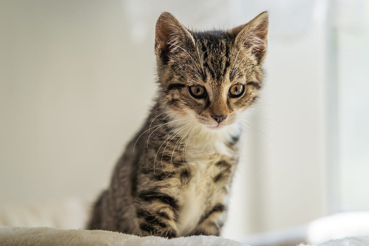 Will Male Cats Kill Kittens