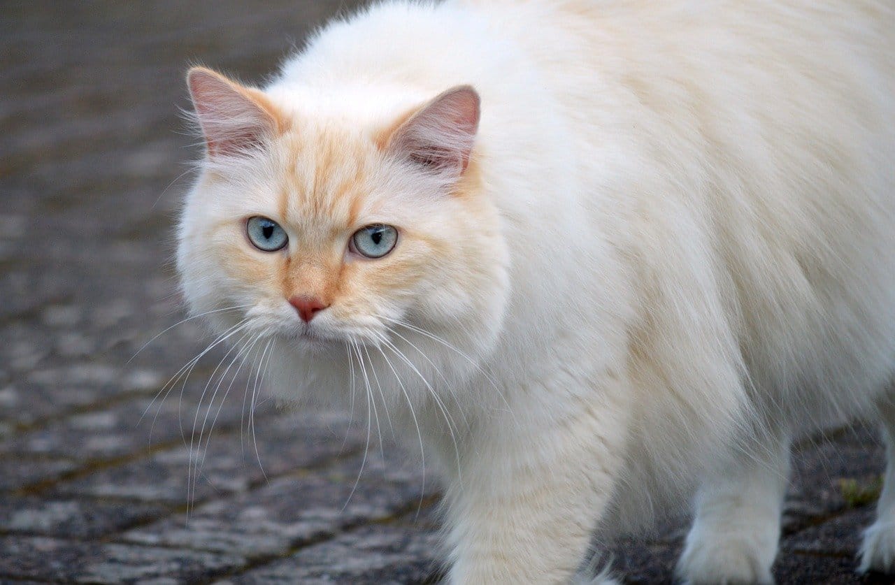 Do Male Cats Eat Kittens