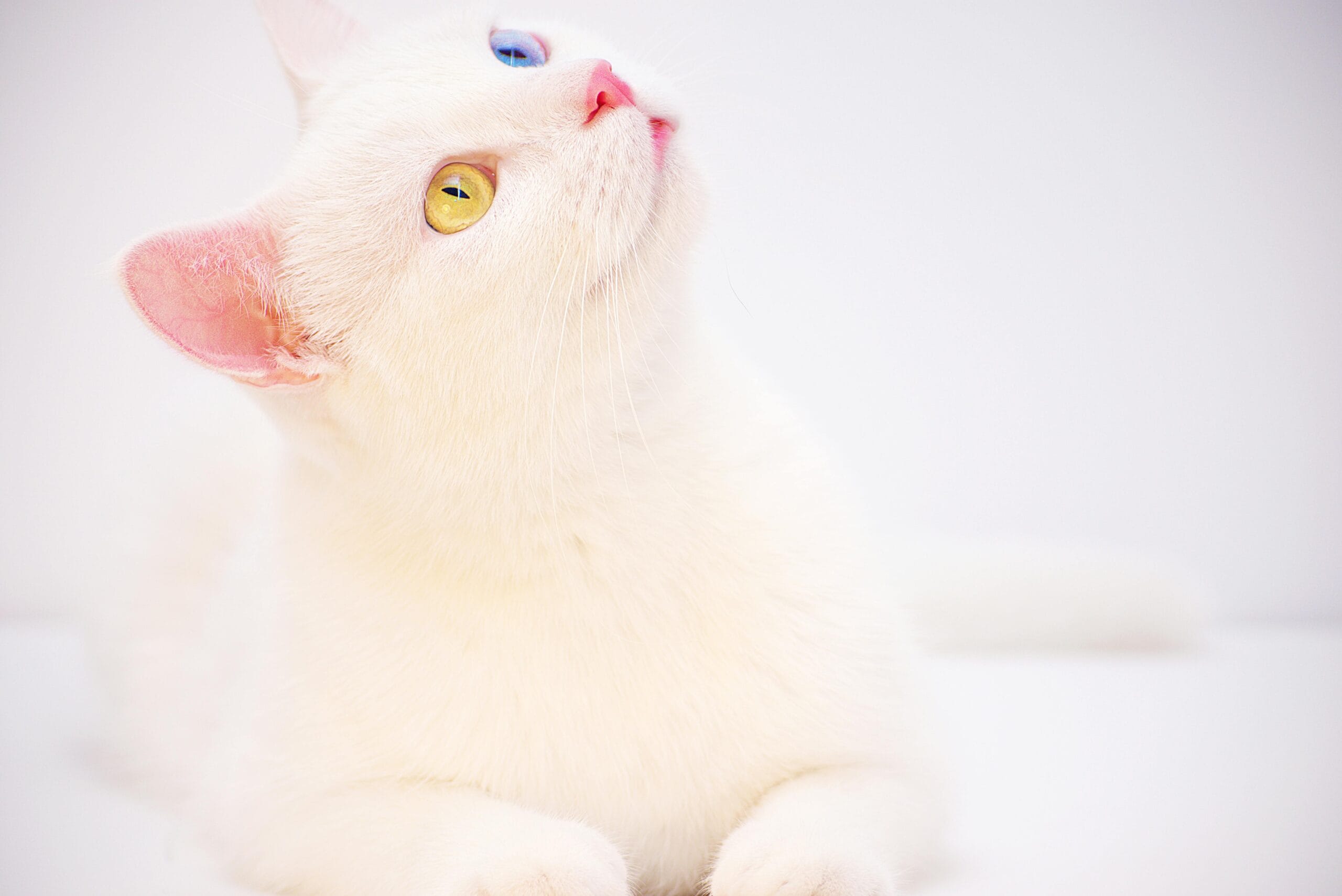 Does Canned Cat Food Cause Diarrhea