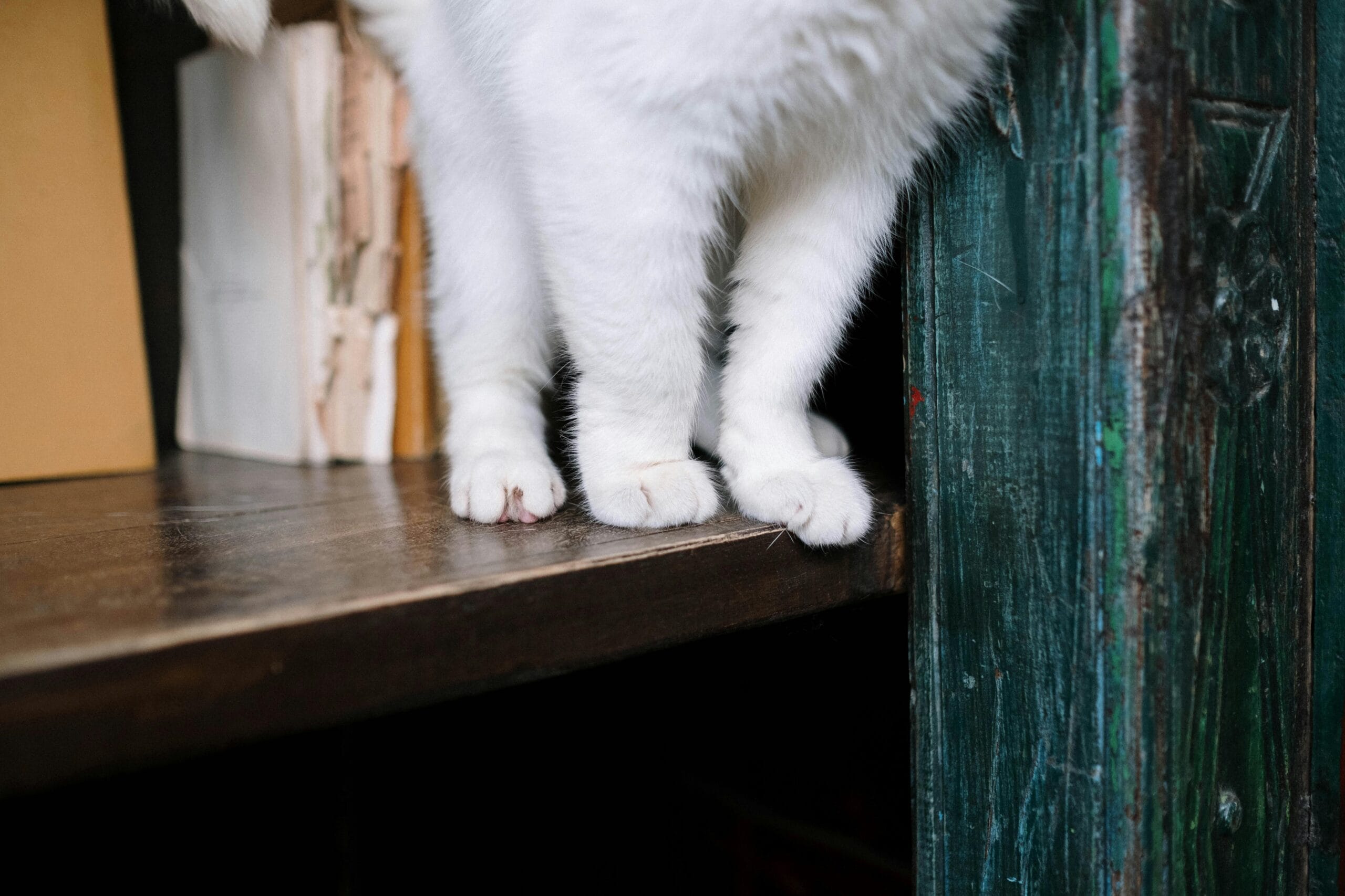 Why Do Cats Rub Against You