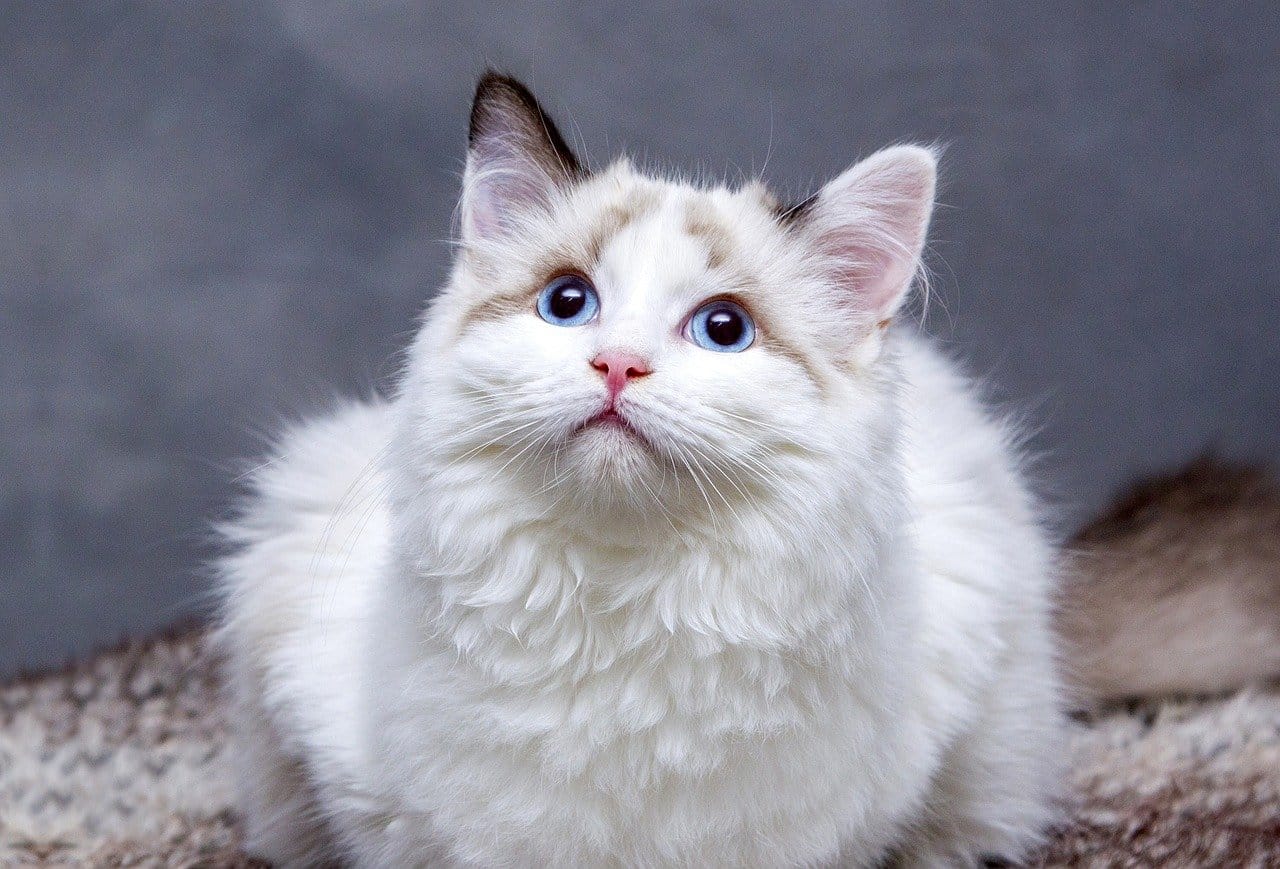 Are Persian Kittens Hypoallergenic