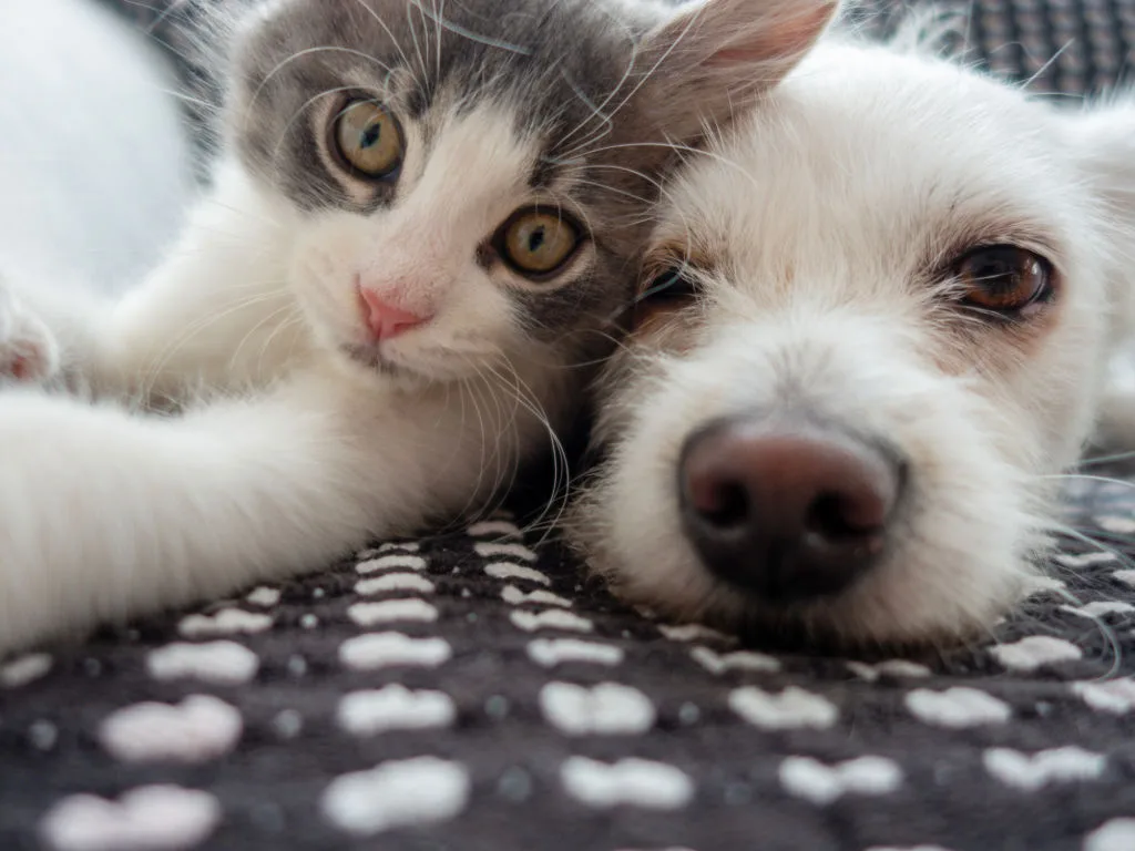 Can You Touch Newborn Kittens