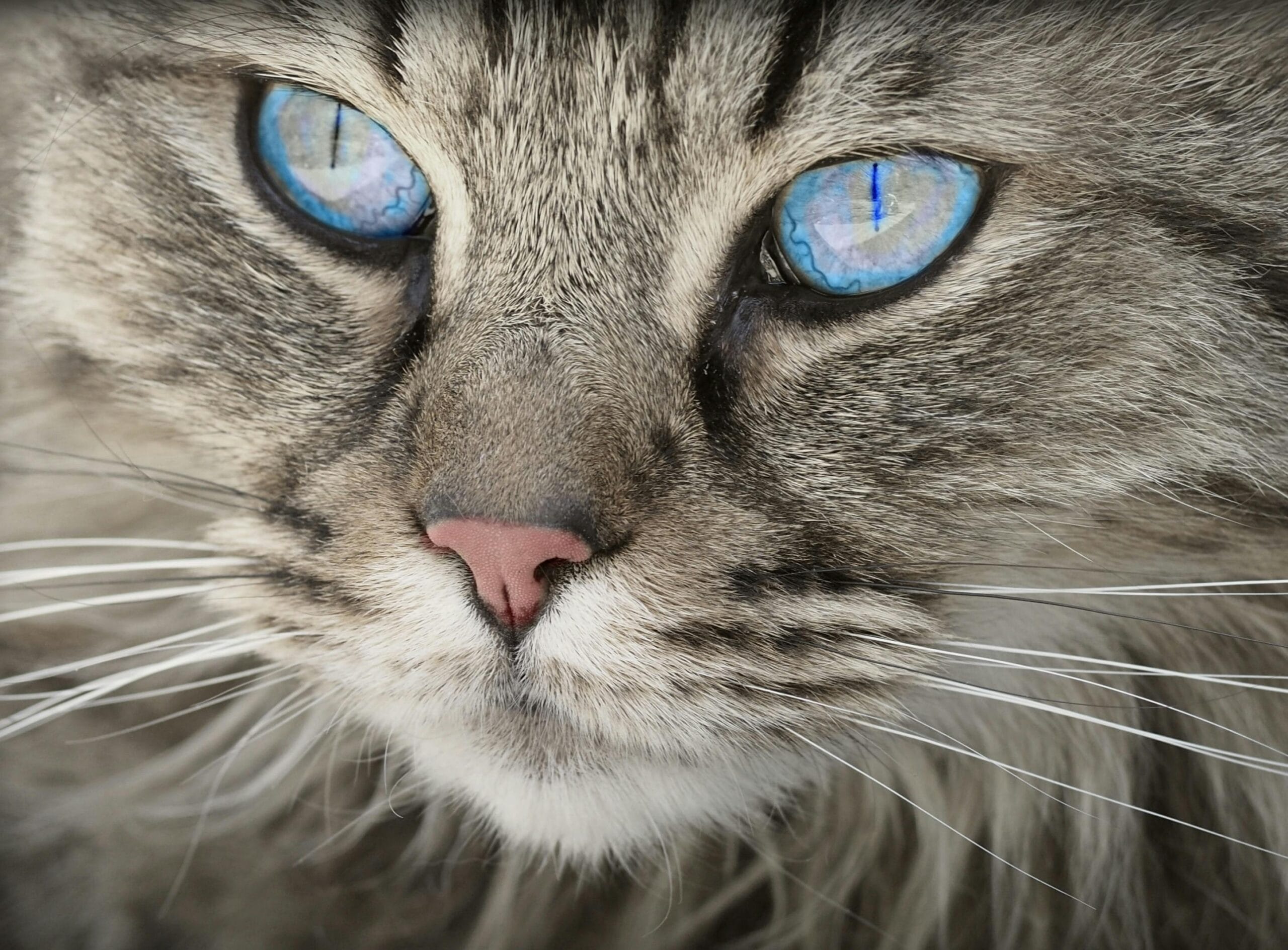 Does A Cat Have Opposable Thumbs