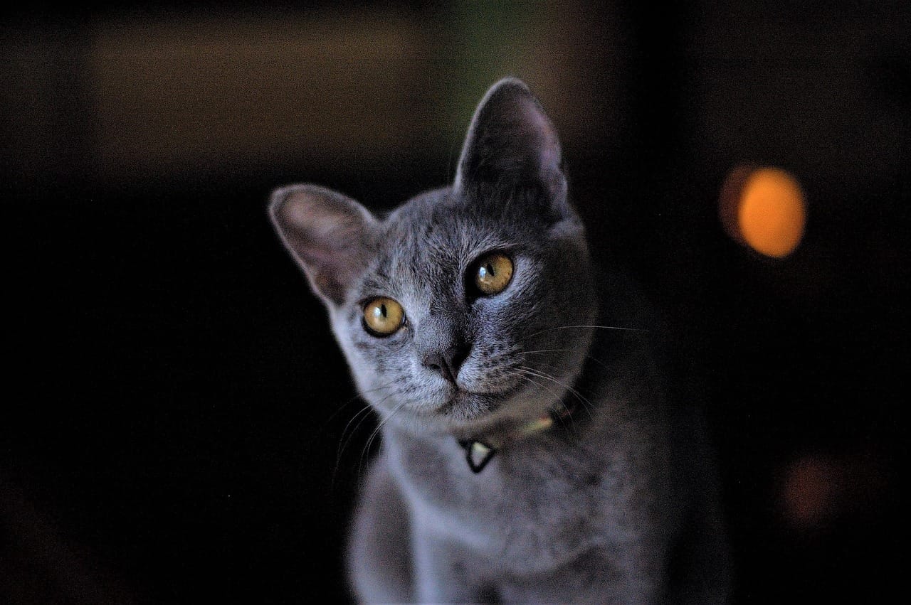 Why Do Cats Hiss At Kittens