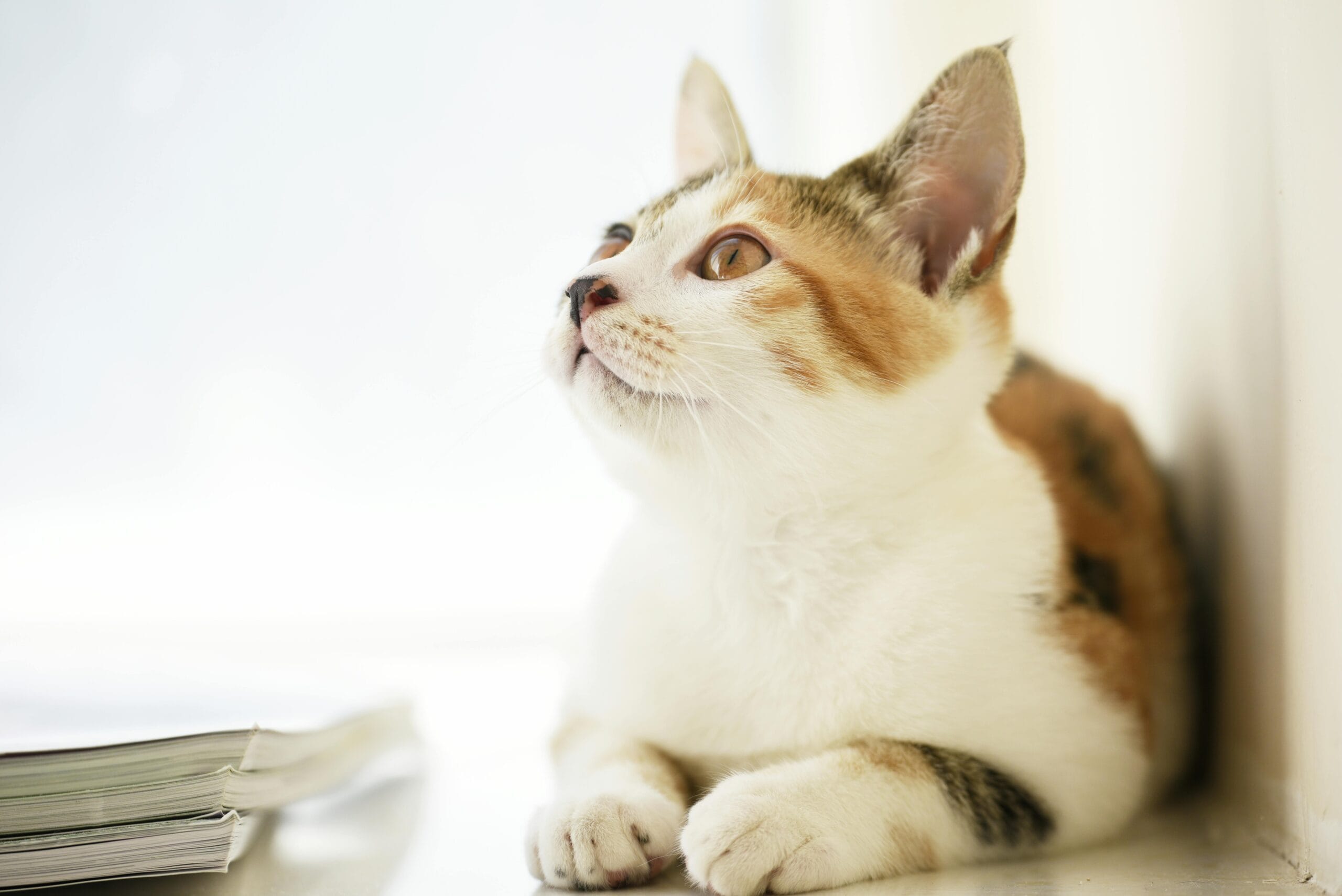 Does Canned Cat Food Cause Diarrhea