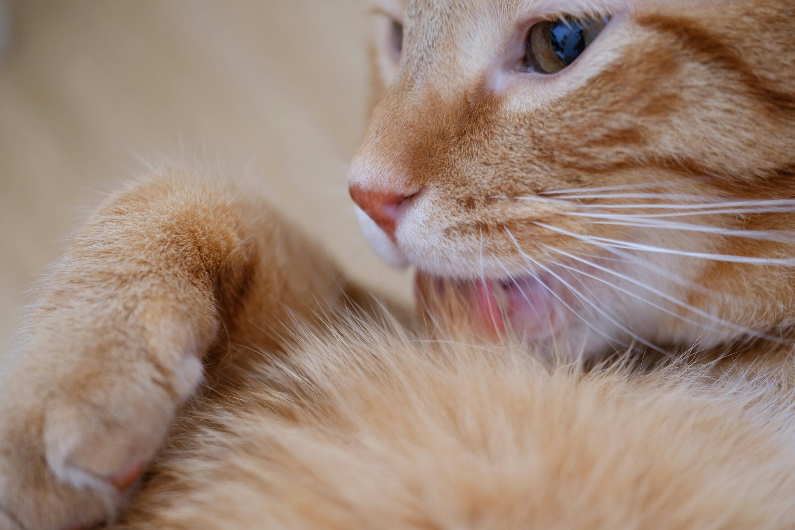 Can Cats Eat Grapes