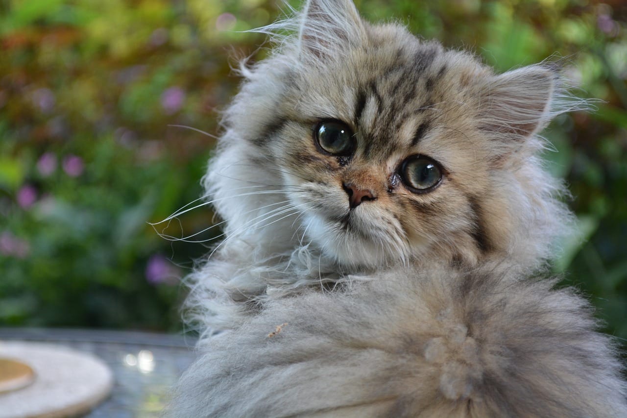 How To Kitten Proof Your Home