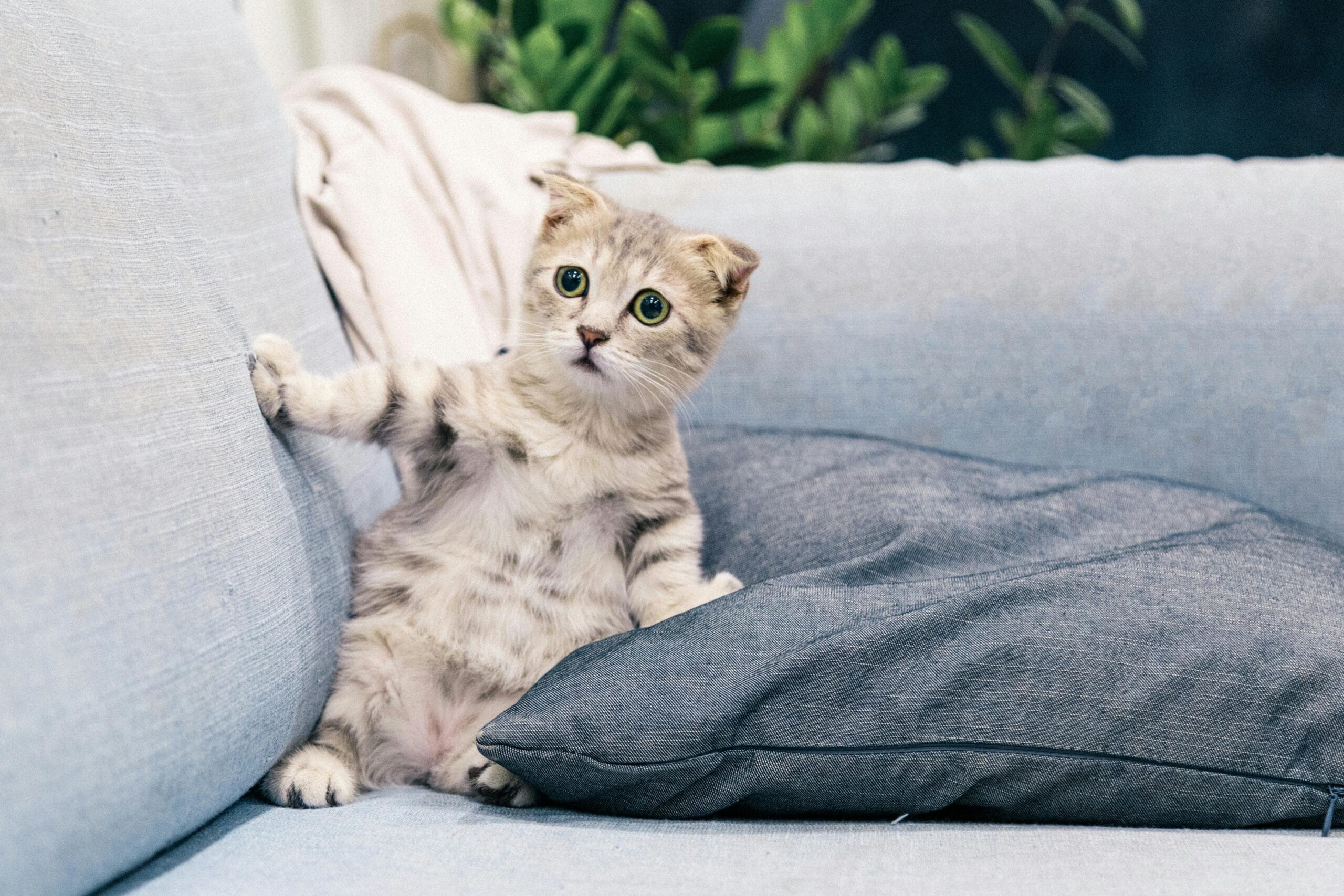 Why Do Cats Rub Against You