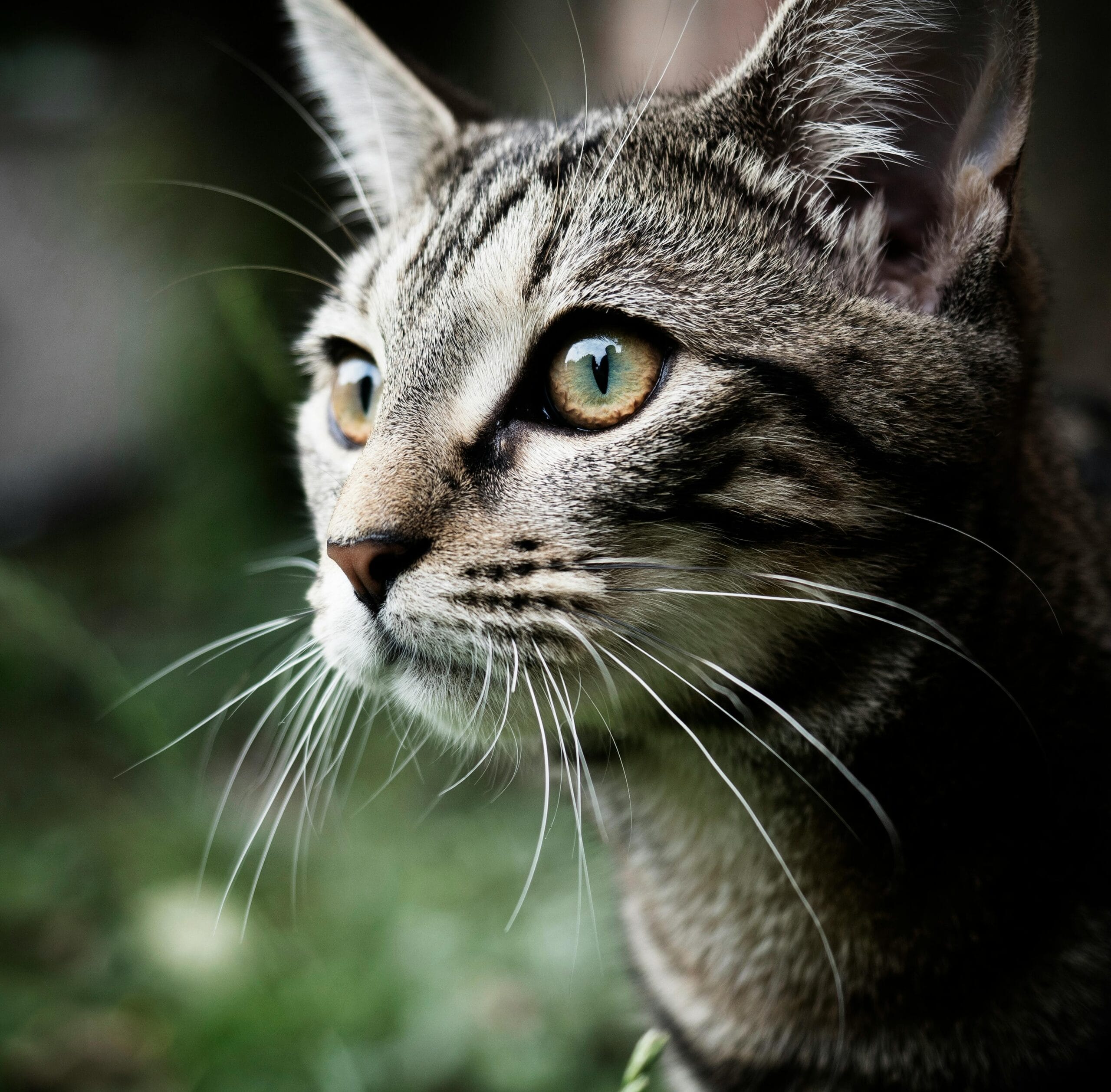 Can Cats Have Almond Milk