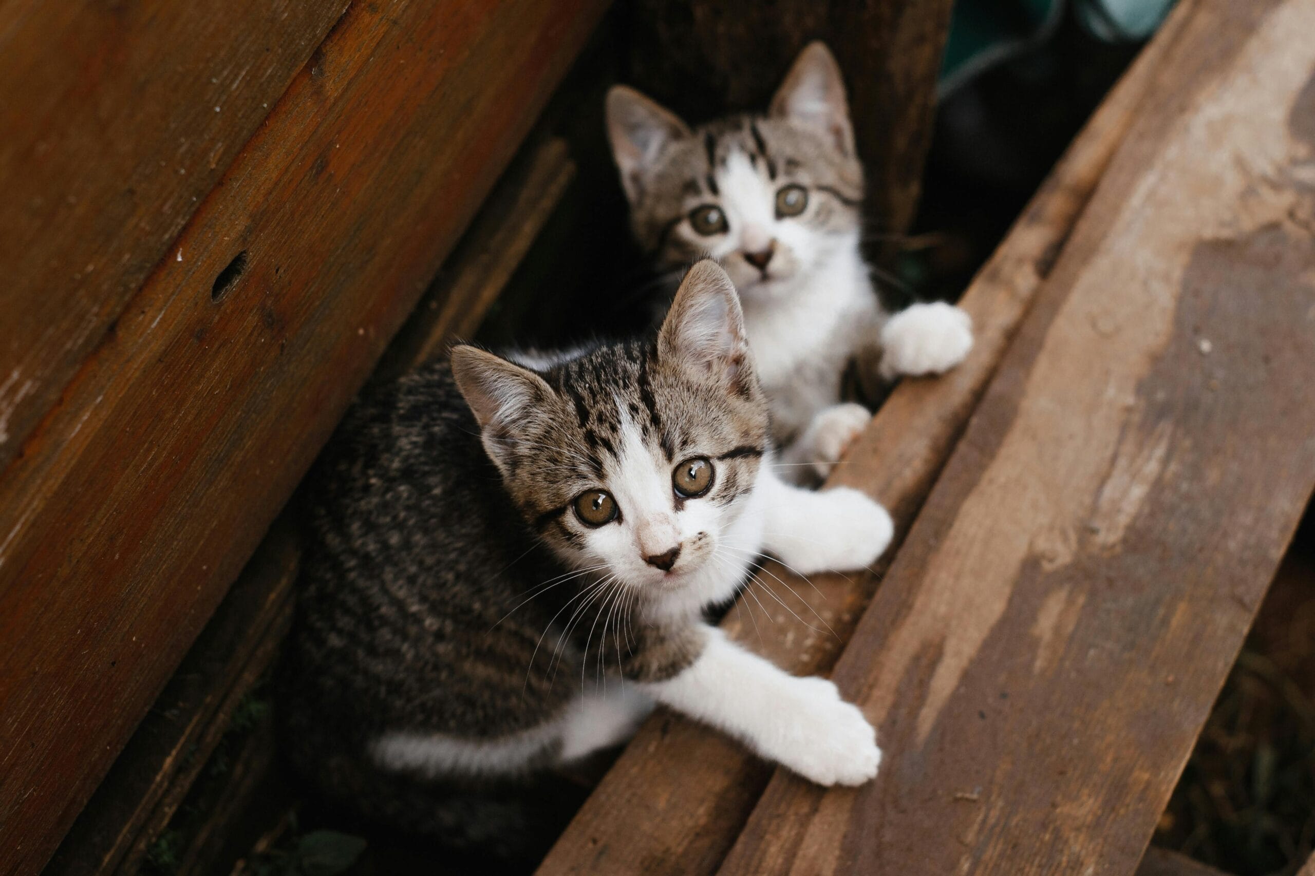 Can Cats Eat Sardines