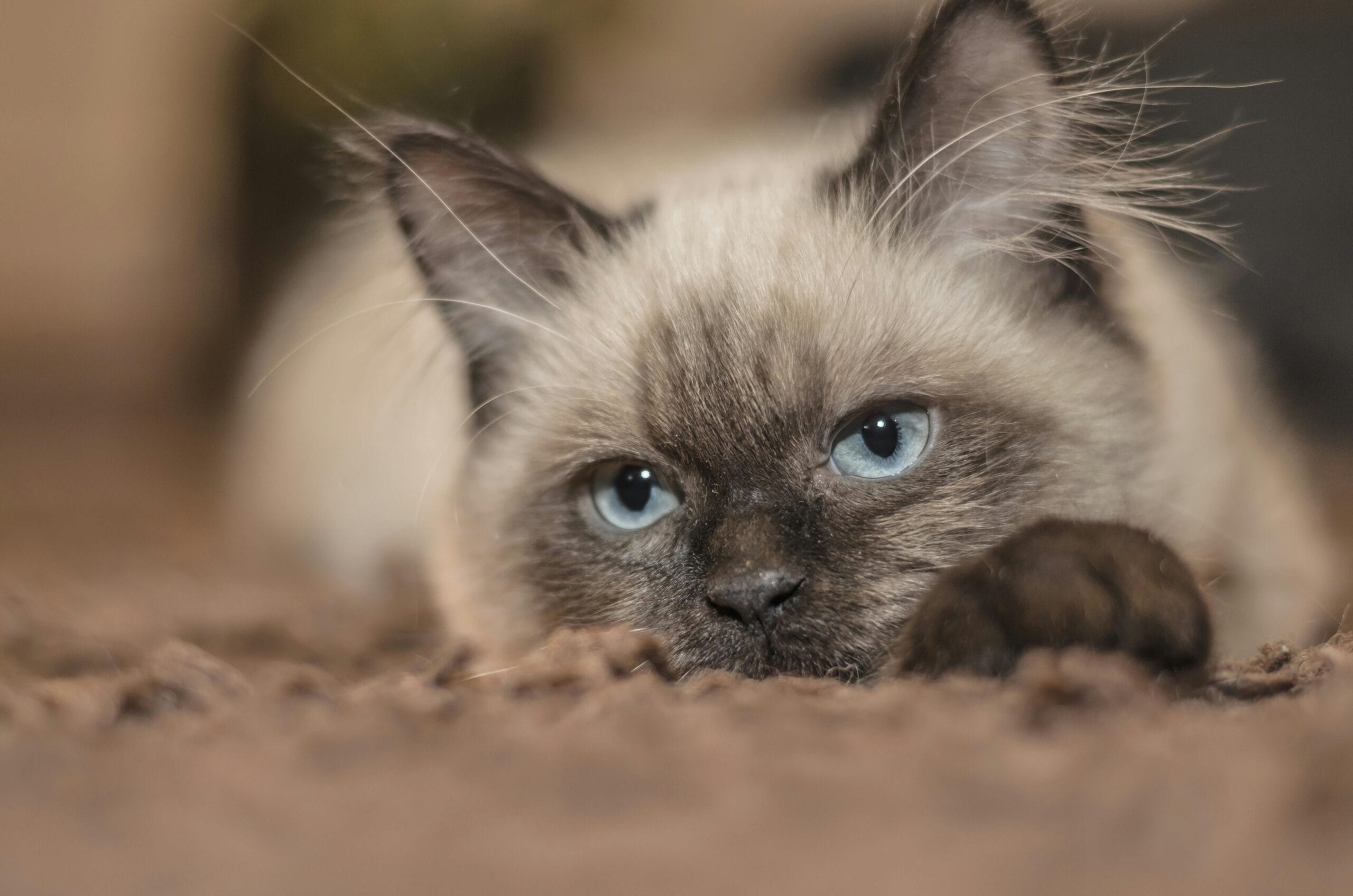 How Much Does It Cost To Spay A Cat