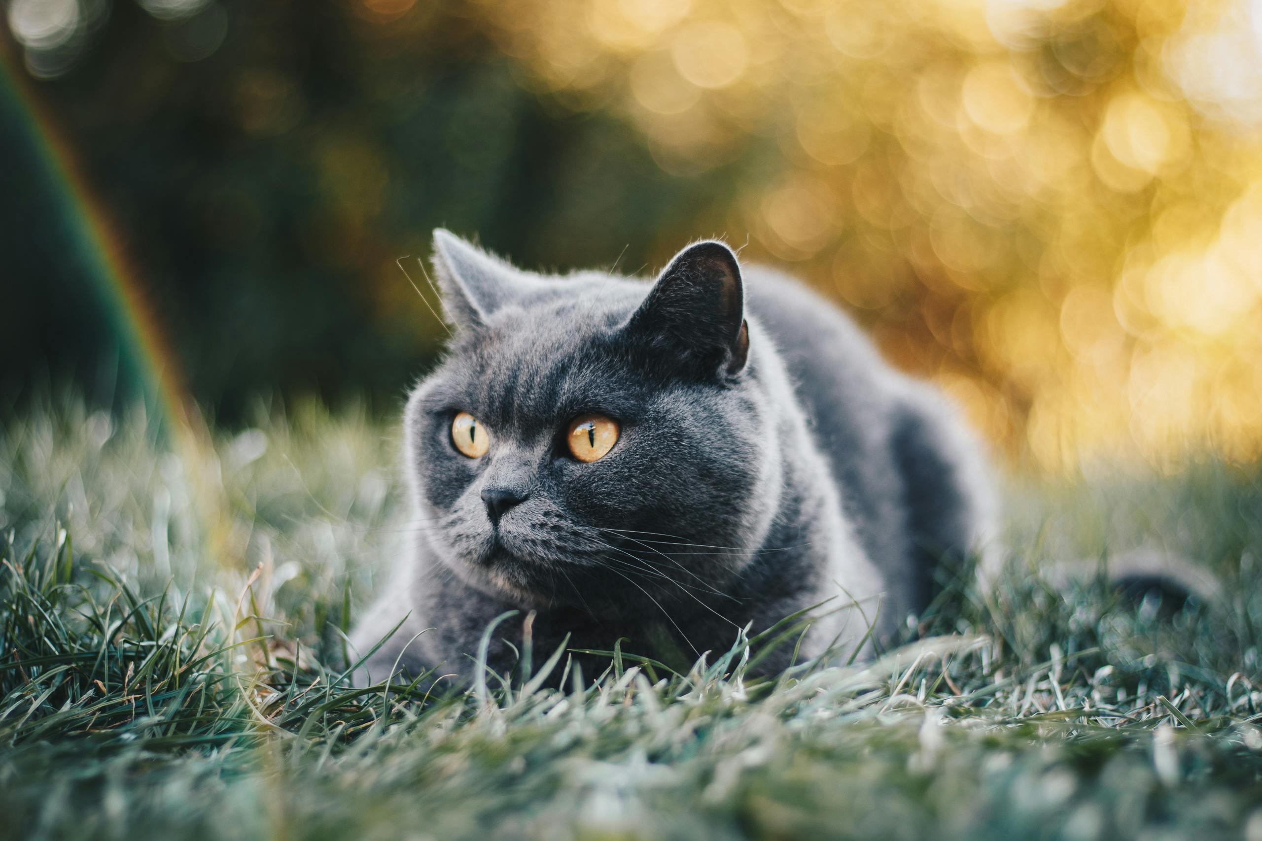 How To Kitten Proof Your Home