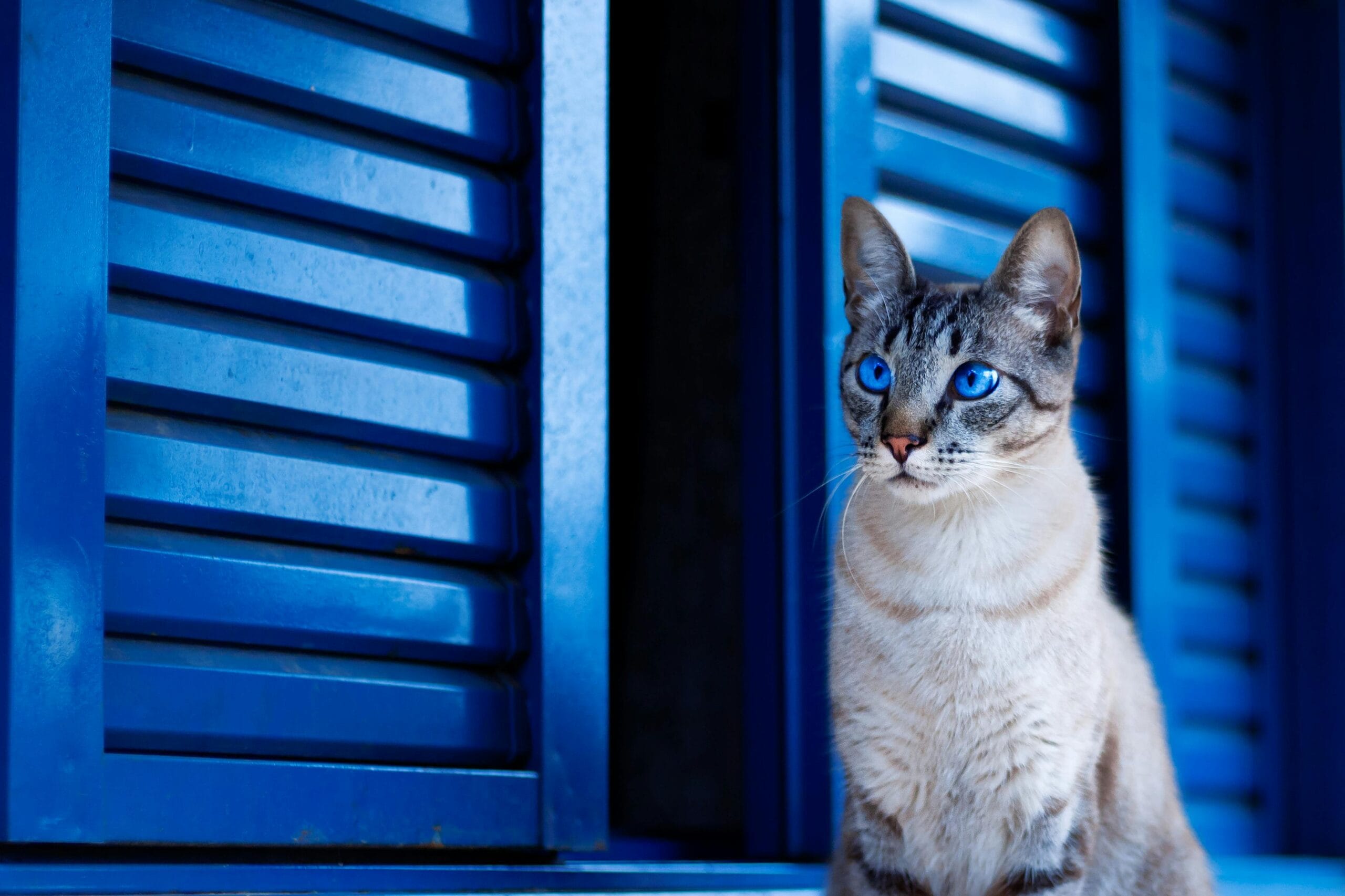 Will Male Cats Kill Kittens