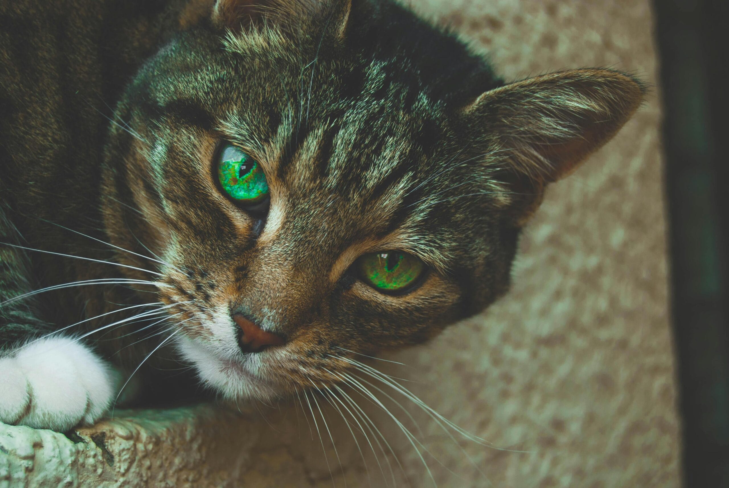 Are Persian Kittens Hypoallergenic