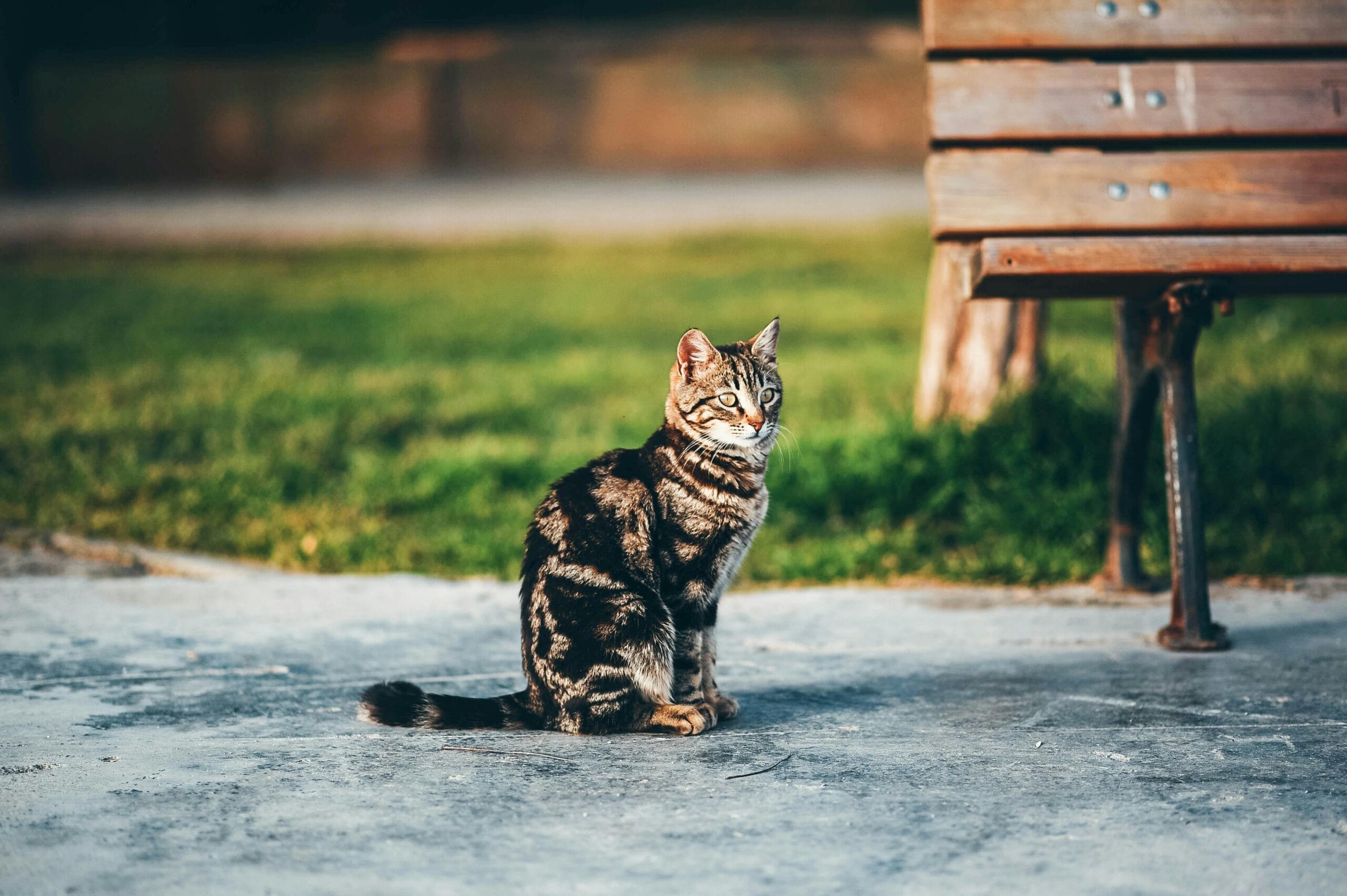 Do Cats Eat Their Kittens
