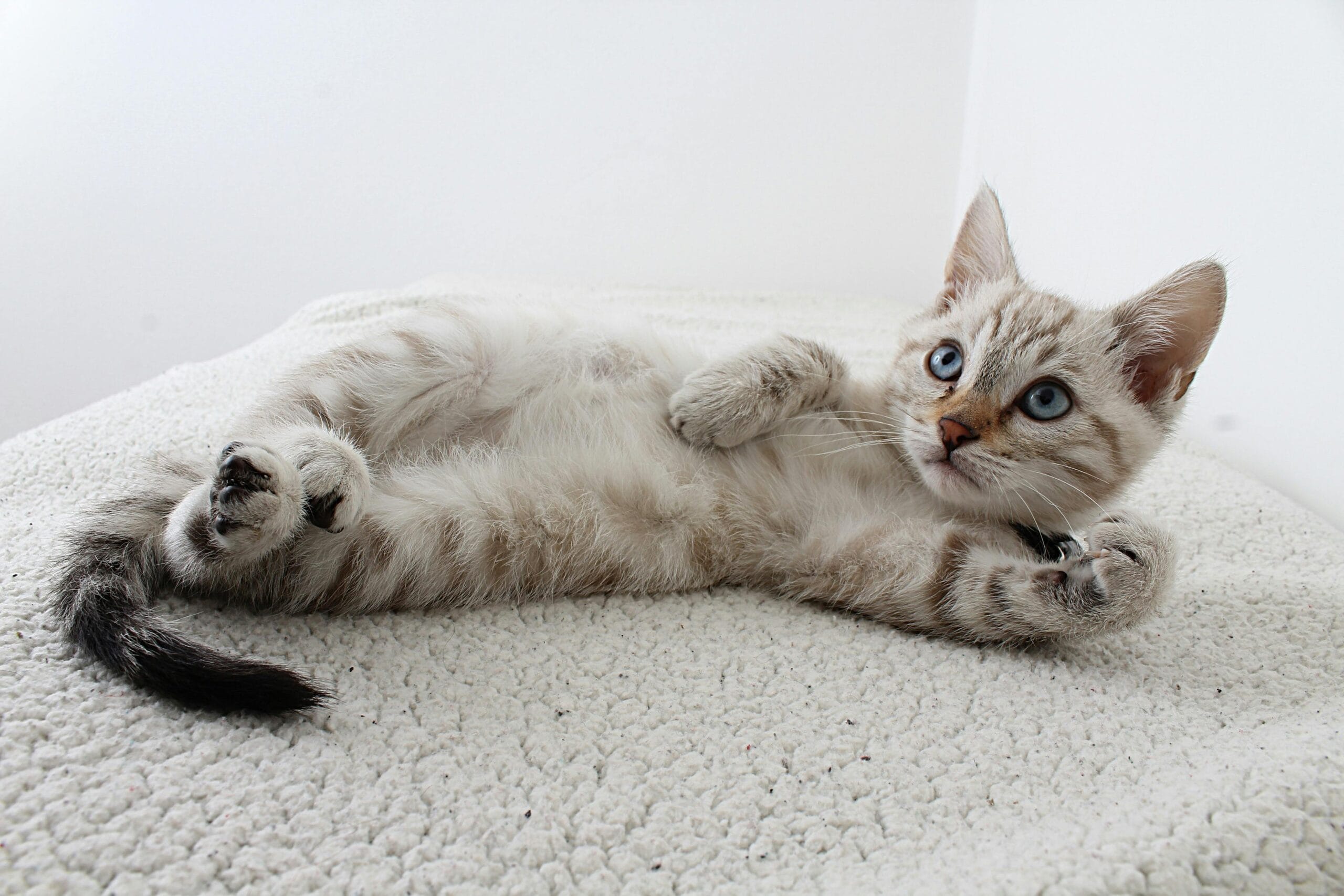 How Much Do Hairless Kittens Cost