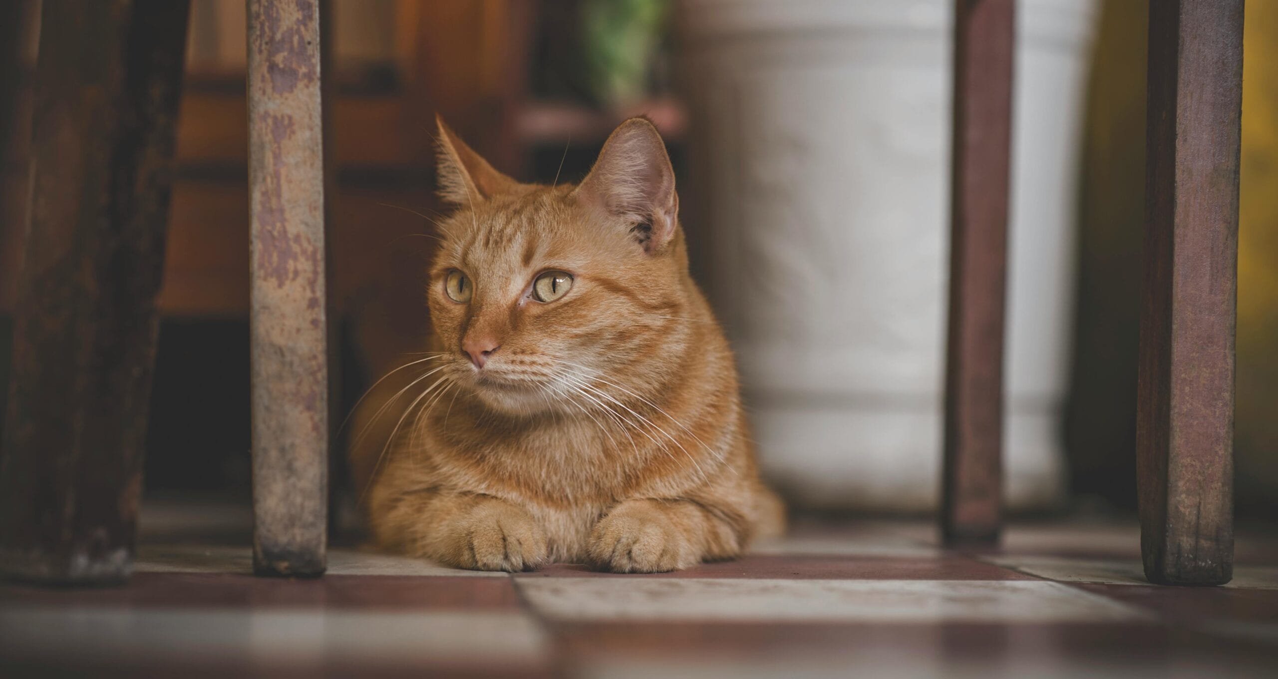 Does A Cat Have Opposable Thumbs