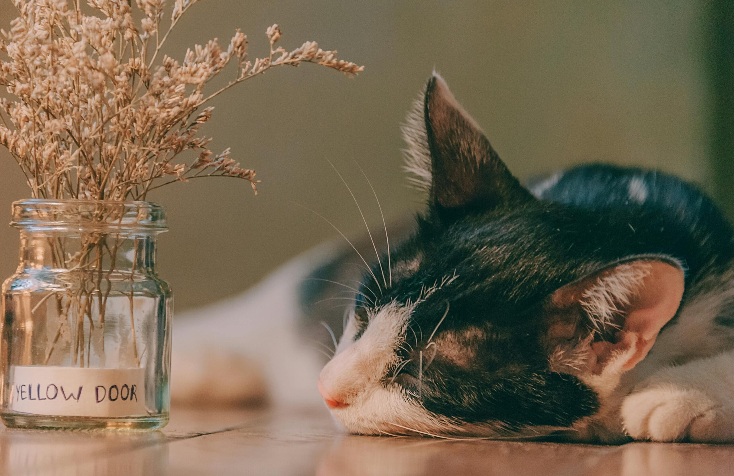 How Much Does It Cost To Spay A Cat