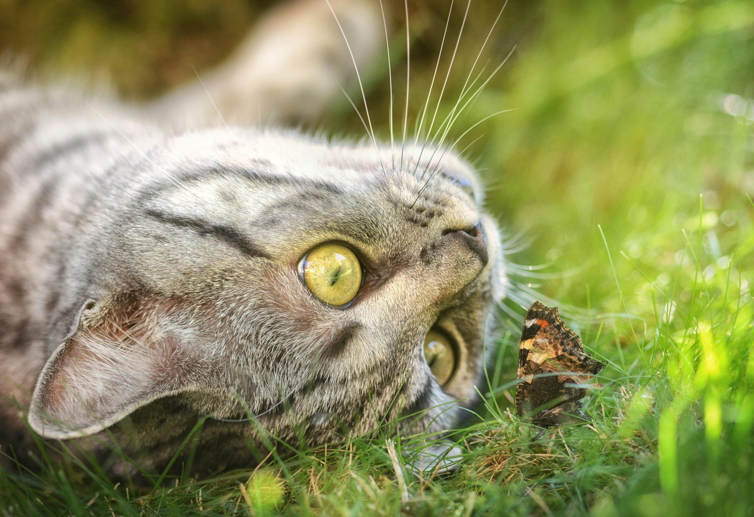 How Long Does A Cat Hold A Grudge