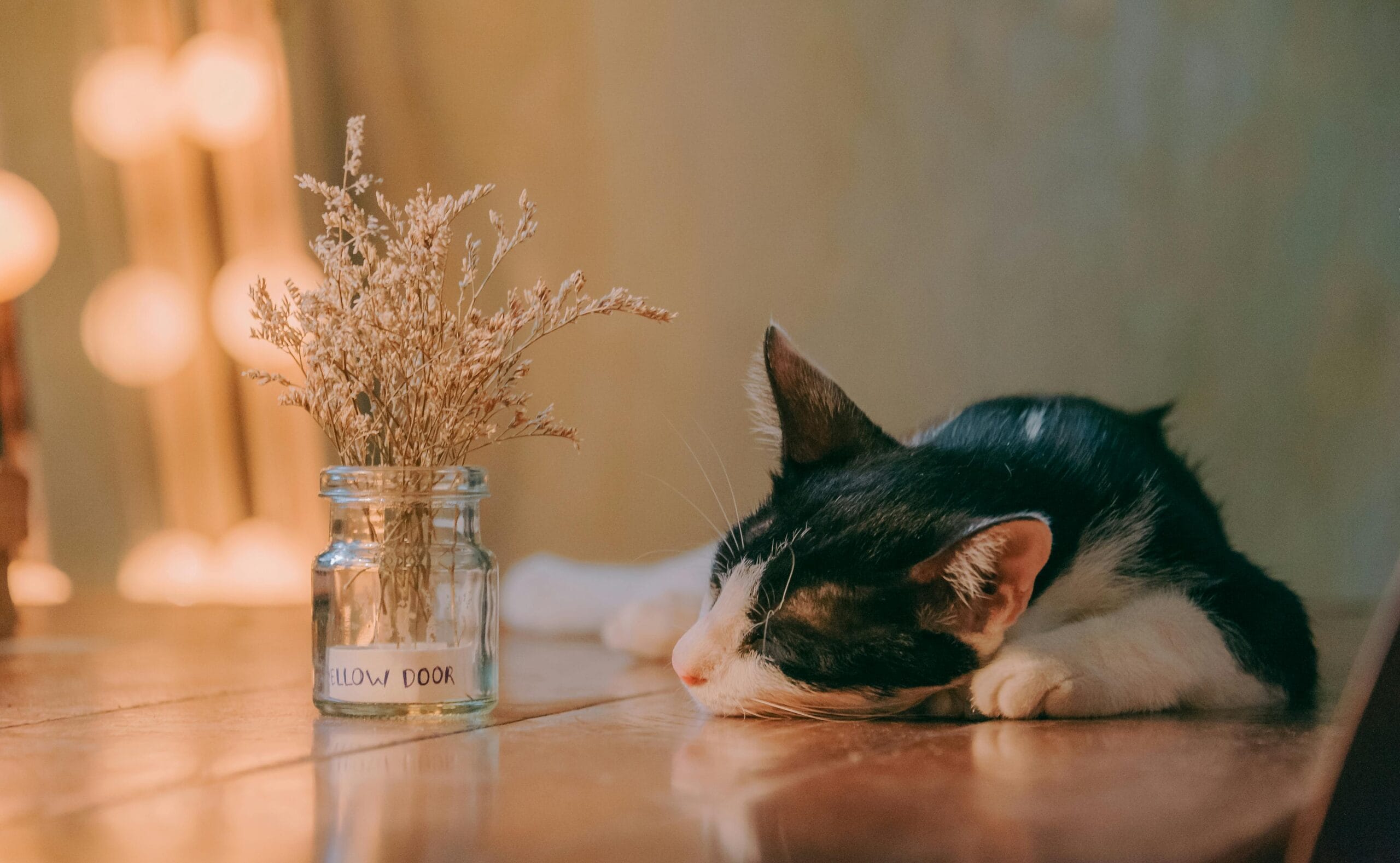 How Much Does It Cost To Get A Cat Spayed