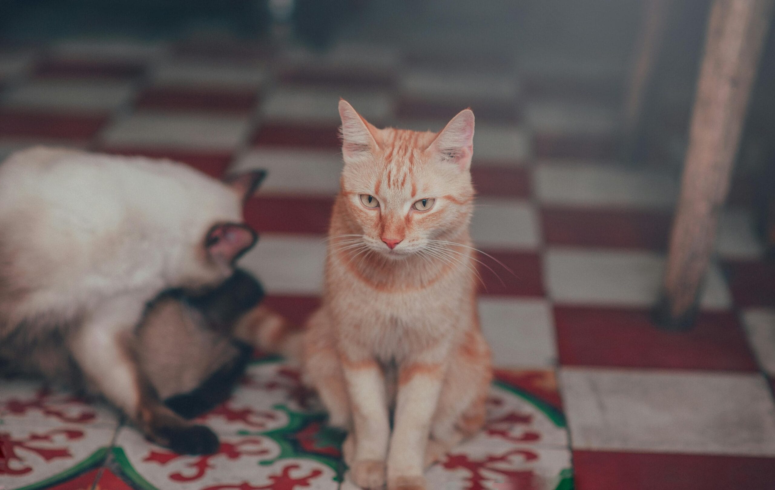 How Much To Spay A Cat
