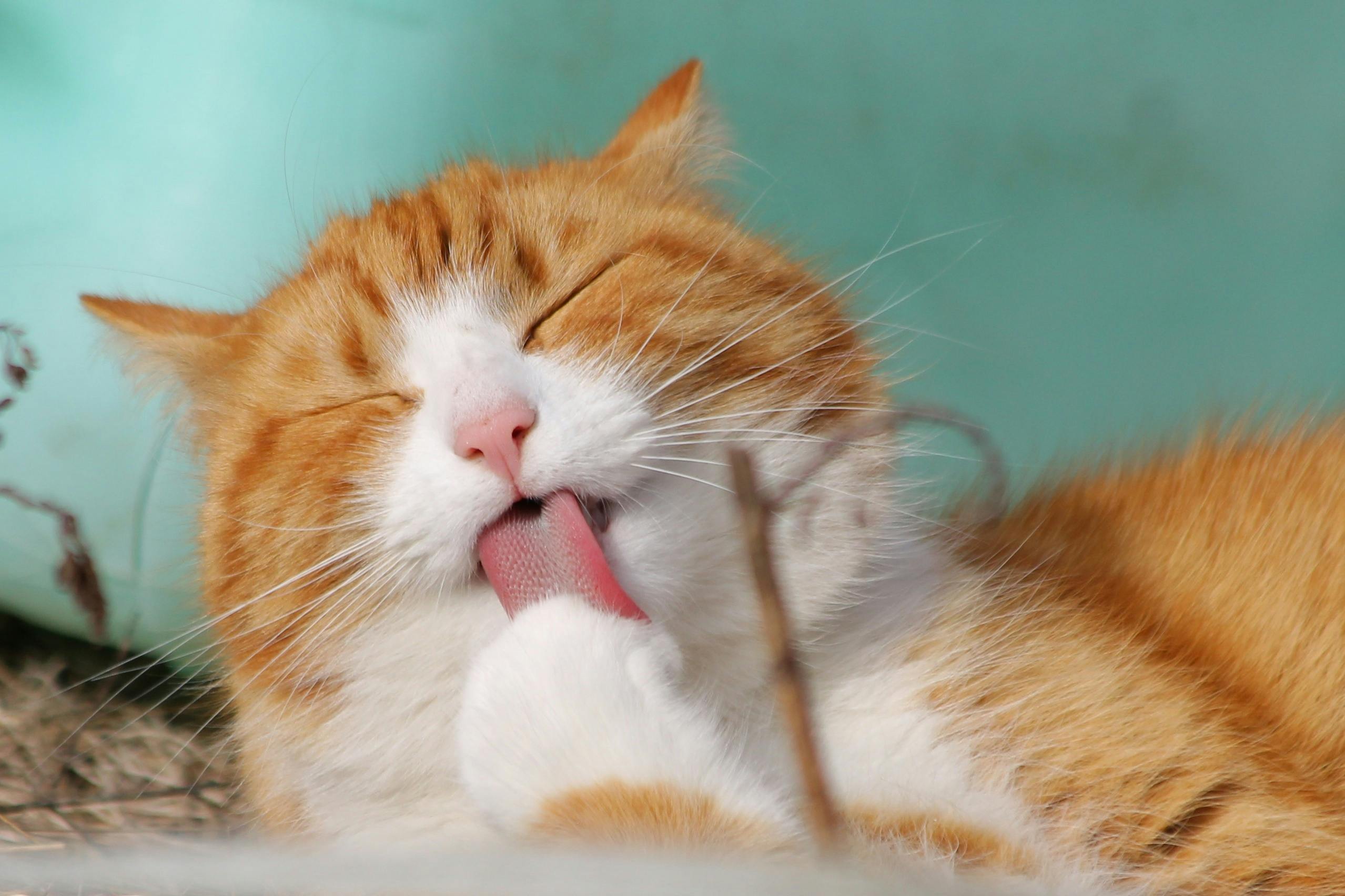 How Long Does A Cat Hold A Grudge