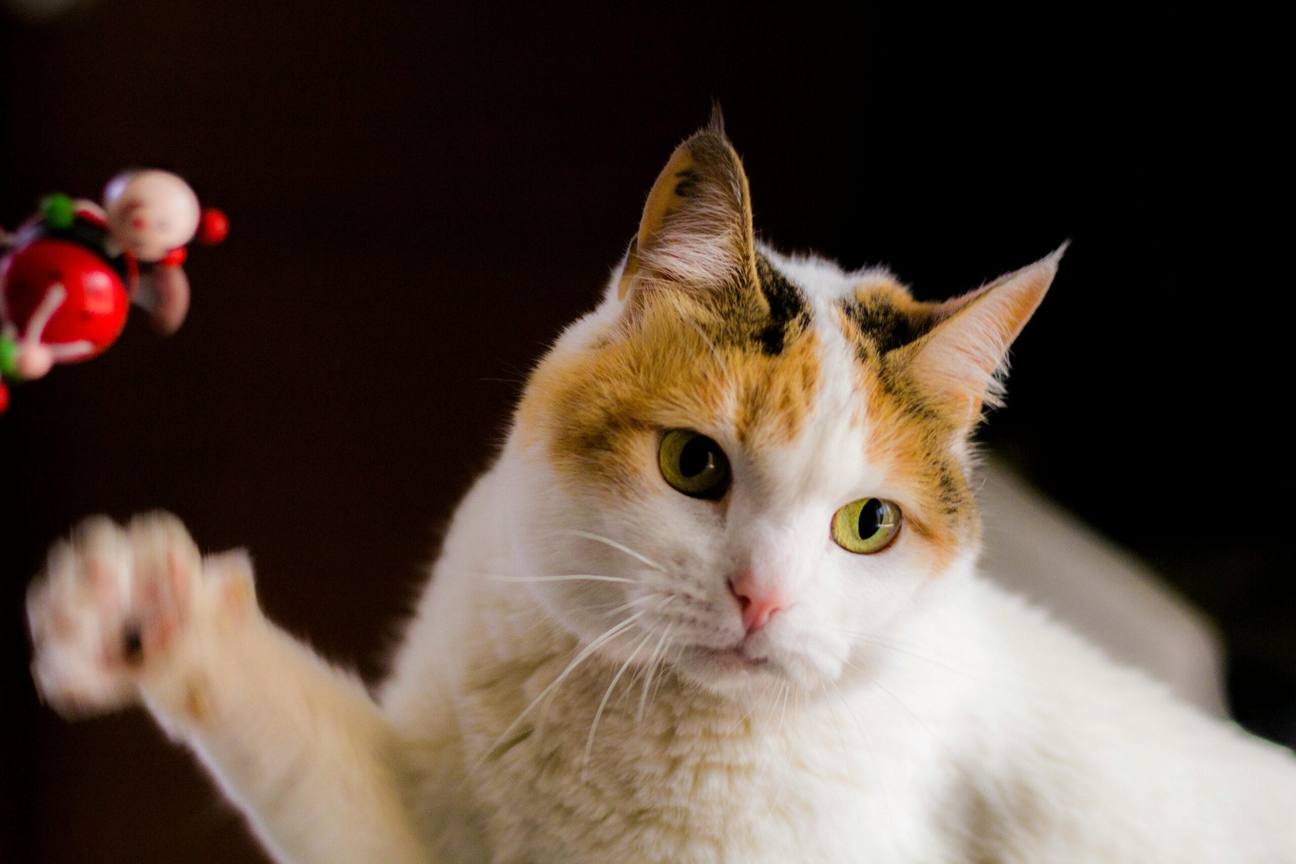 Can Cats Have Whipped Cream