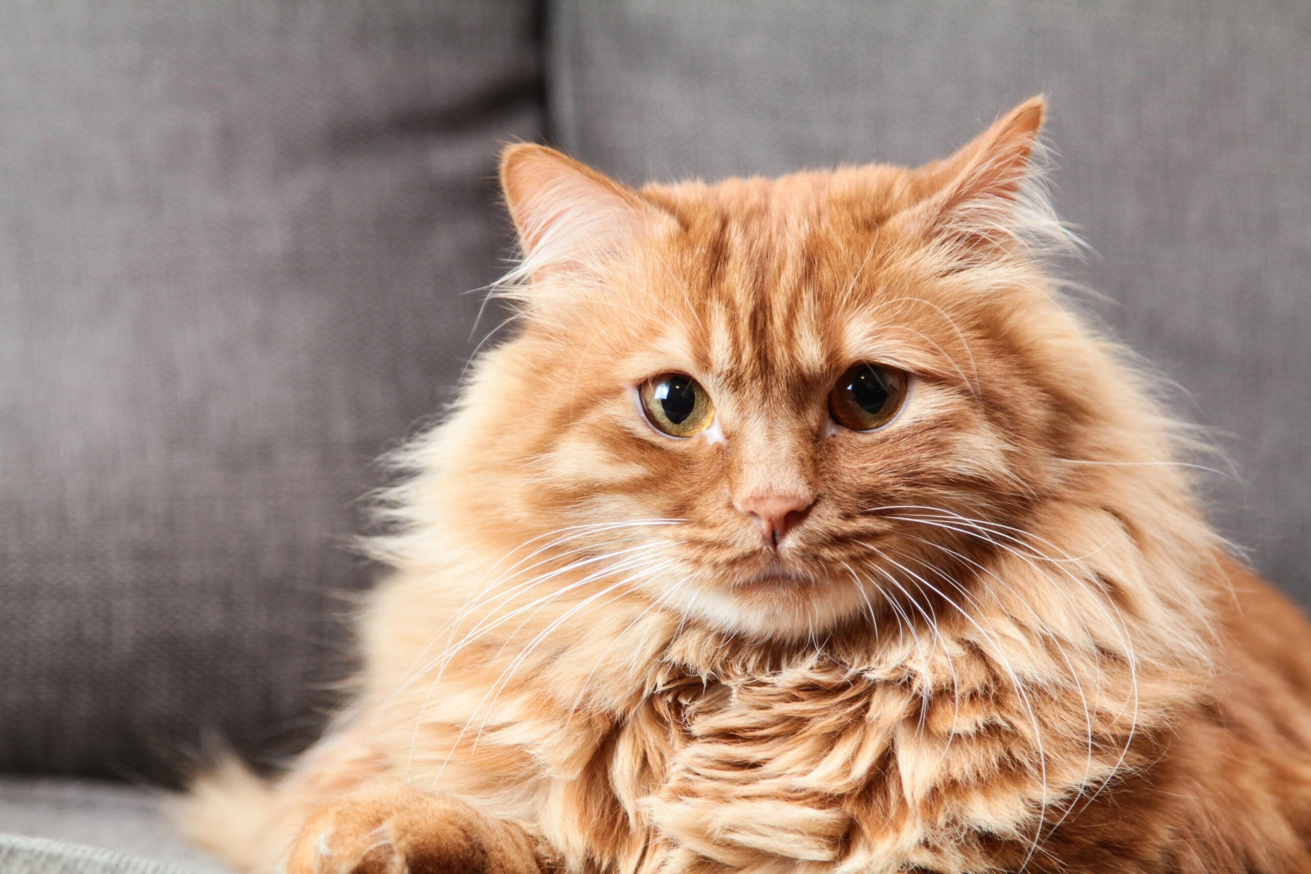 Do Cats Eat Mice