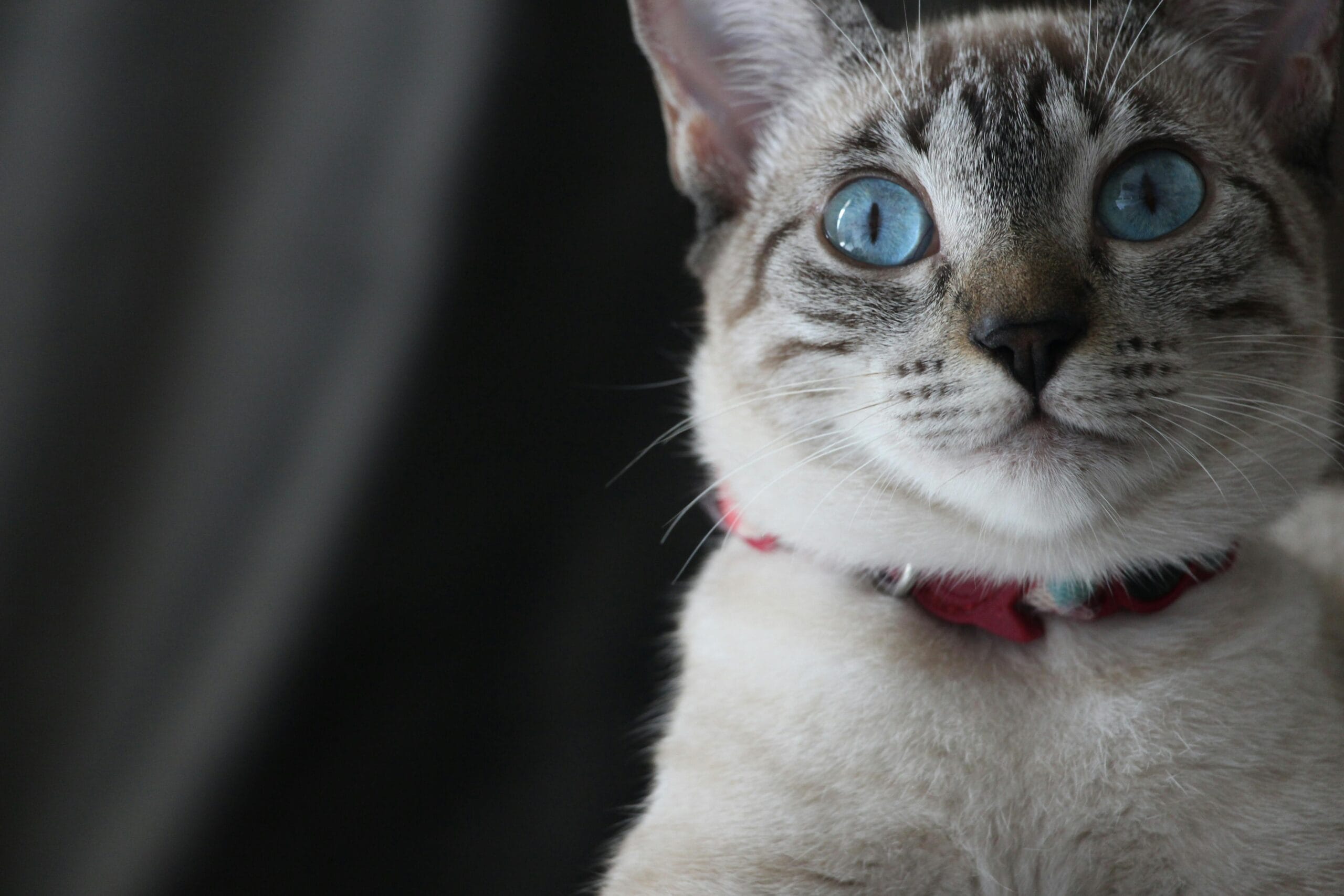 Can Cats Eat Marshmallows