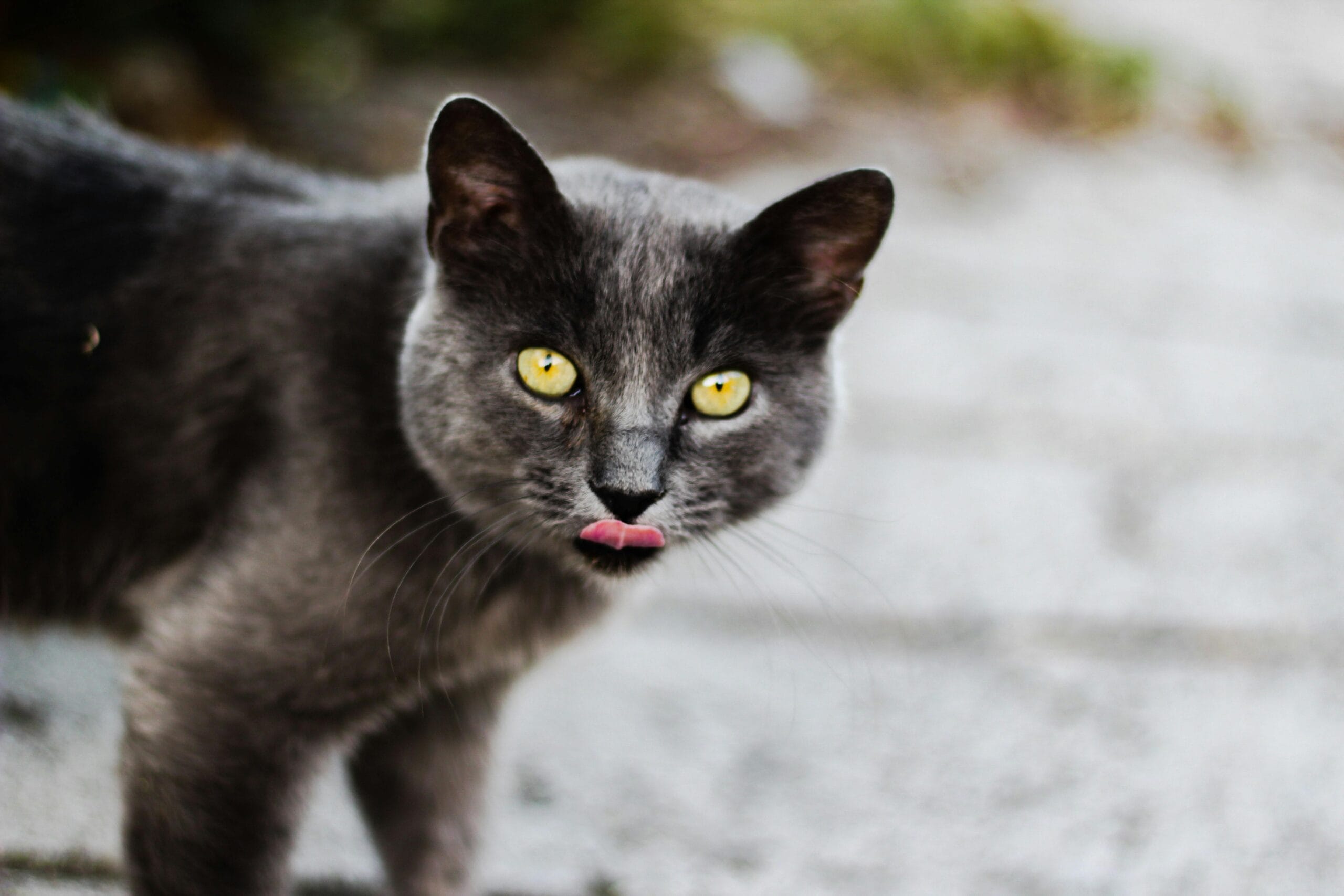 Can Cats Eat Scrambled Eggs