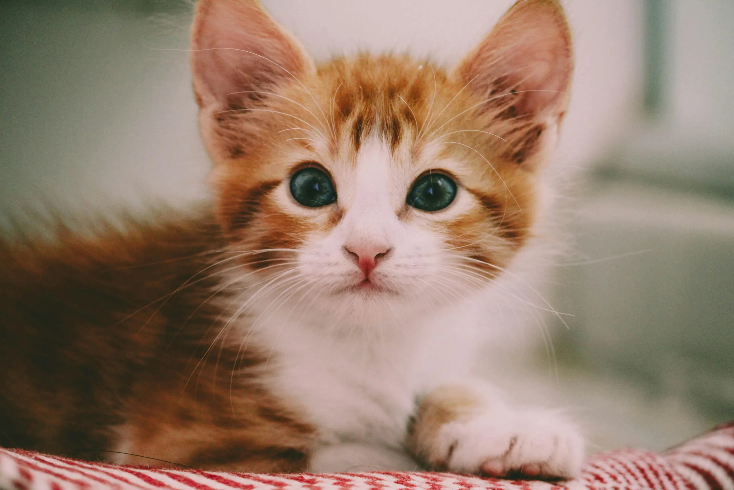 Can Cats Have Ice Cream